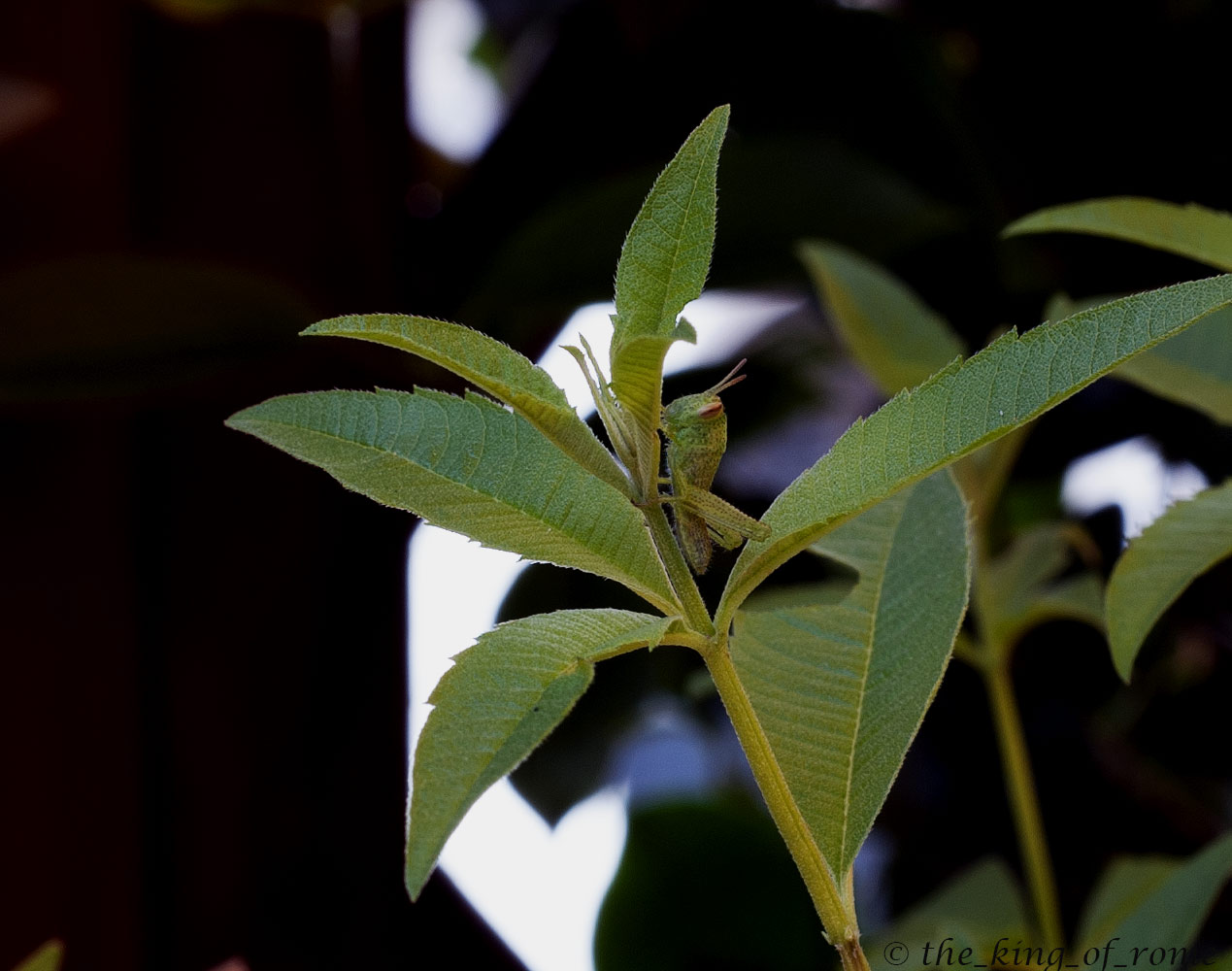 cosi mimetizzata non mi troveranno mai...