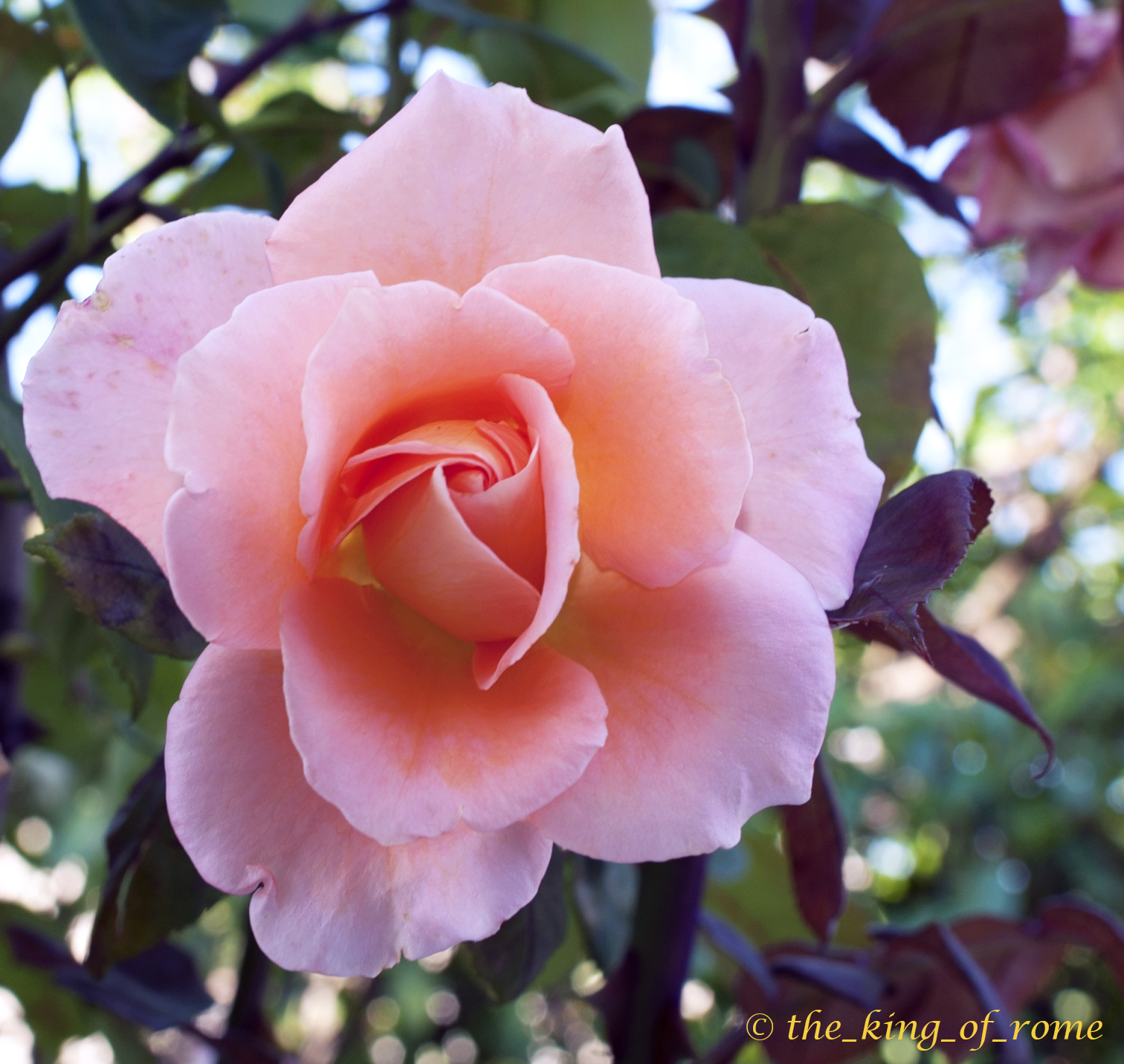 un'altra bellissima rosa.. sempre per le signore