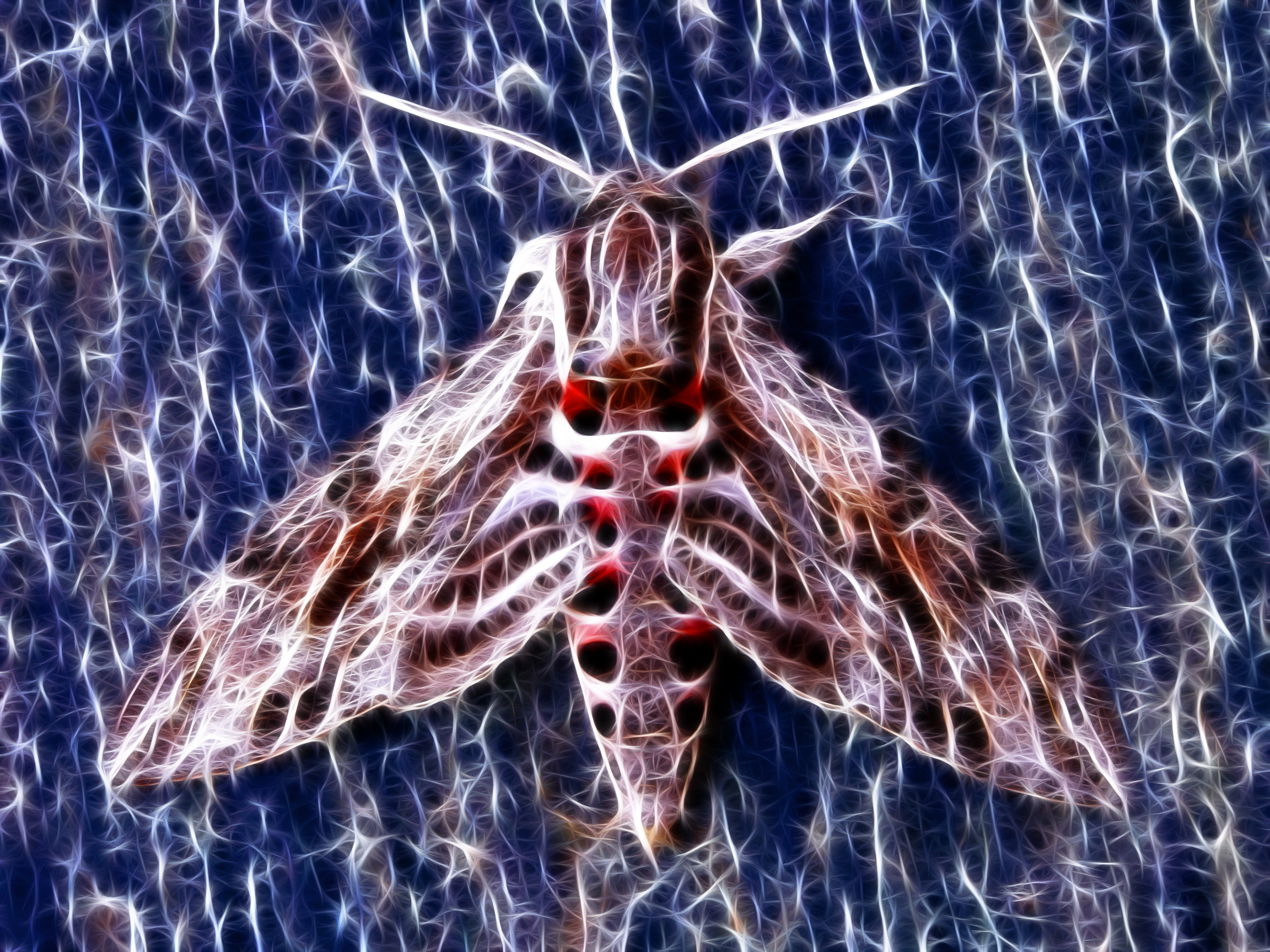 Moth