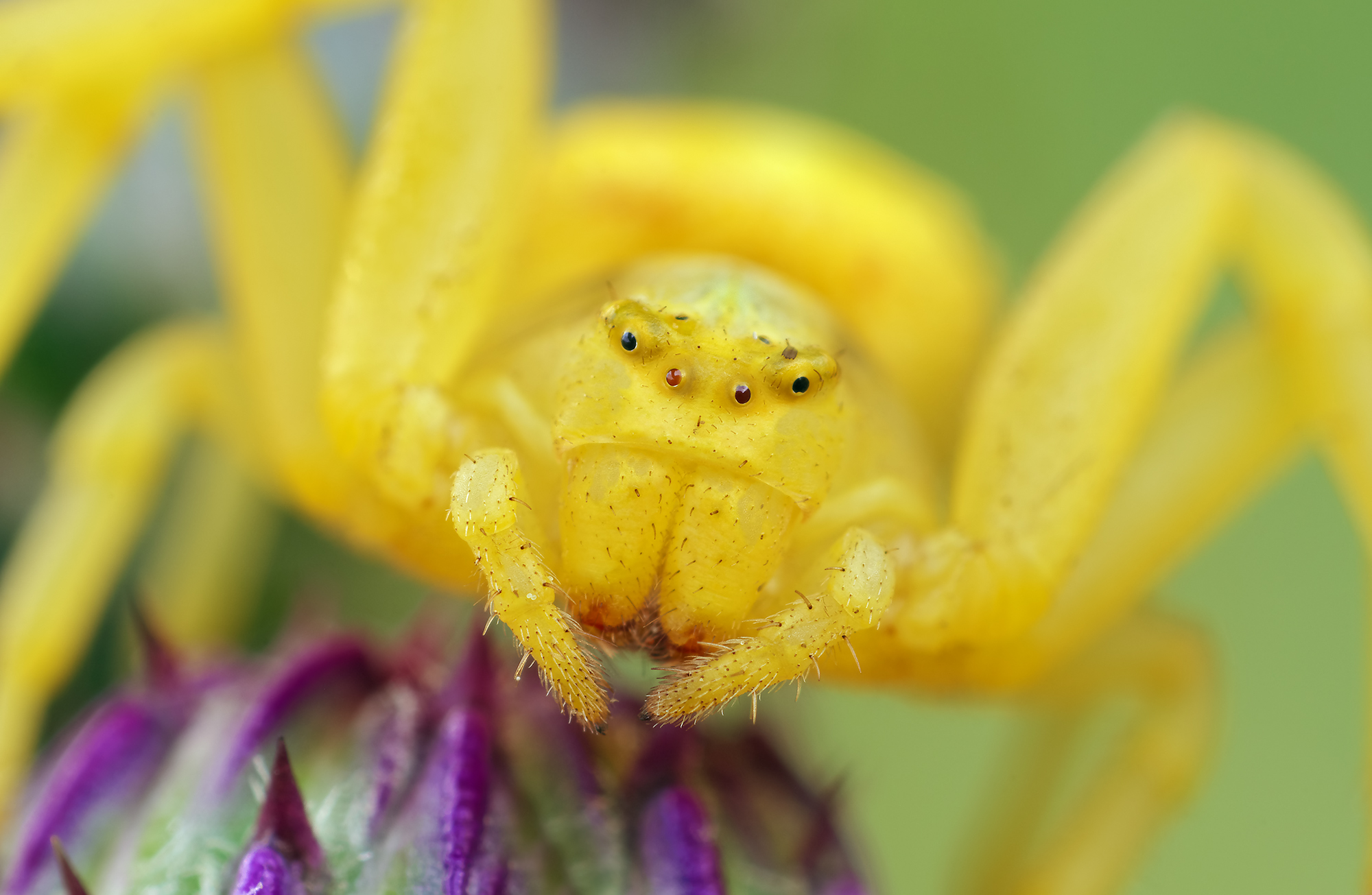 Eye to eye with a yellow Monstah ;)