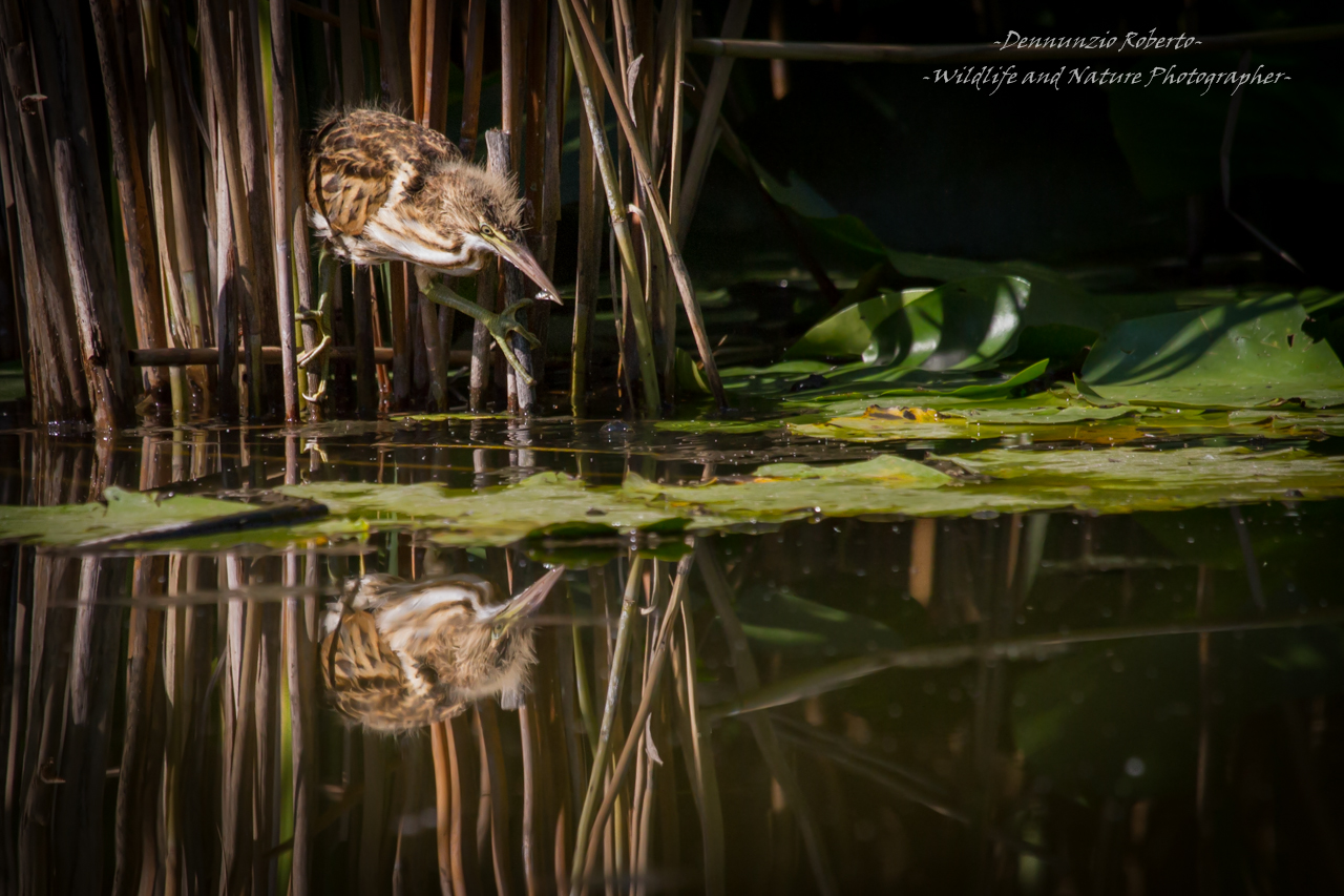 fishing reflected ...