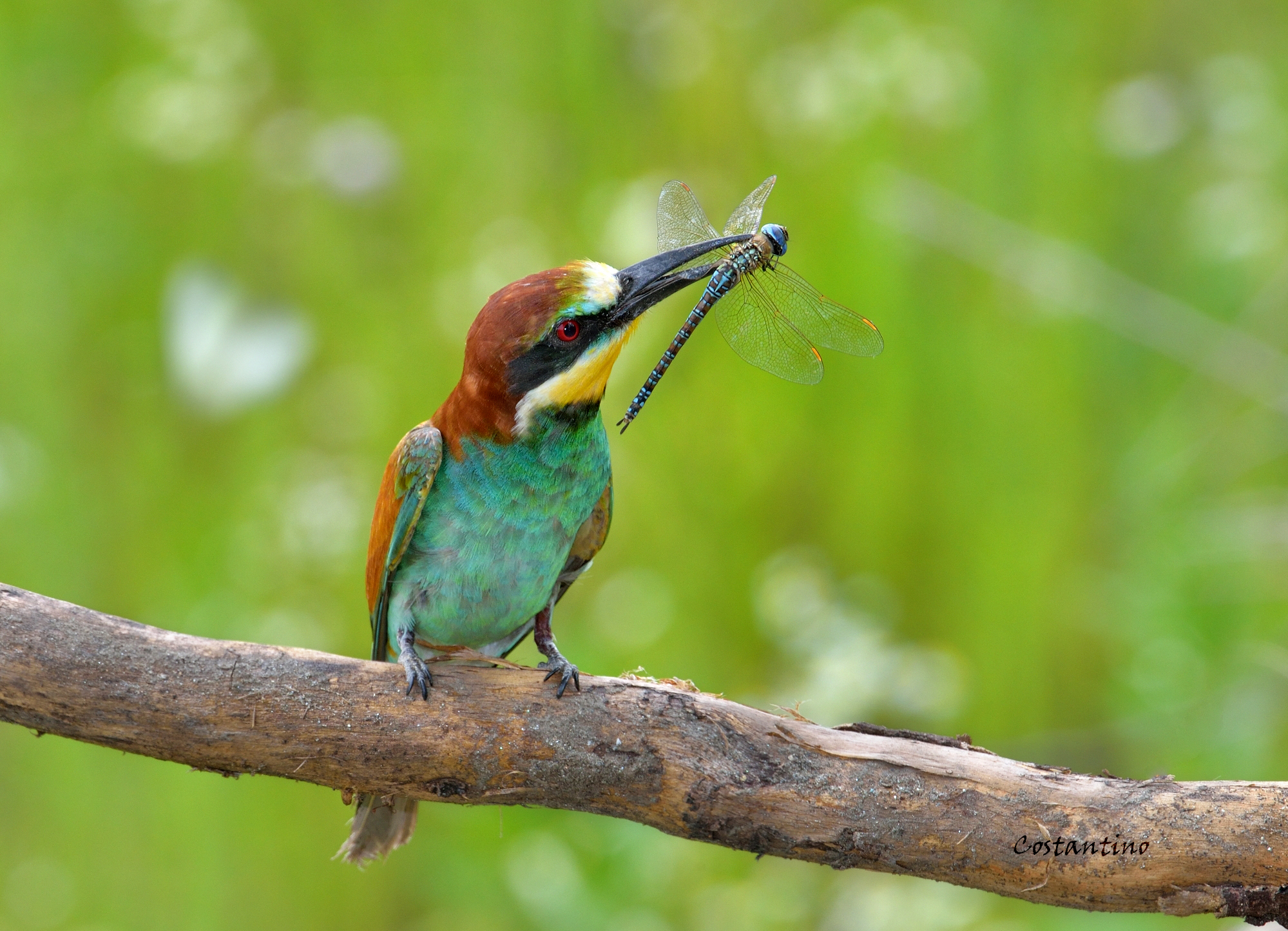 Bee-eater (Merops Bee-eater)