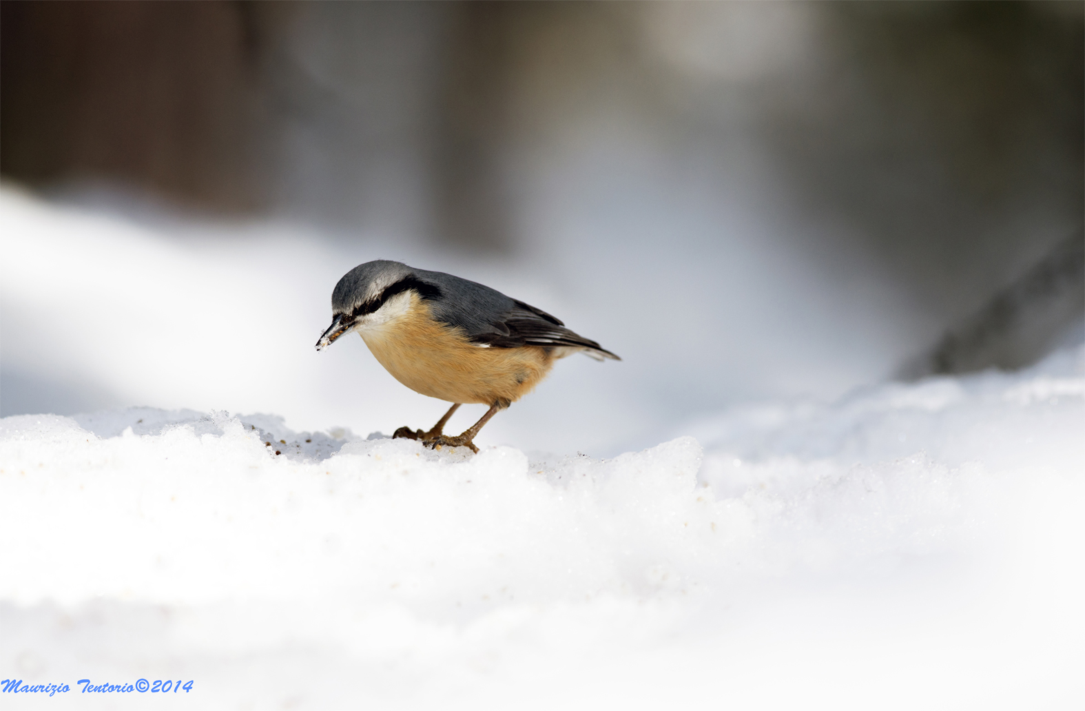 Nuthatch