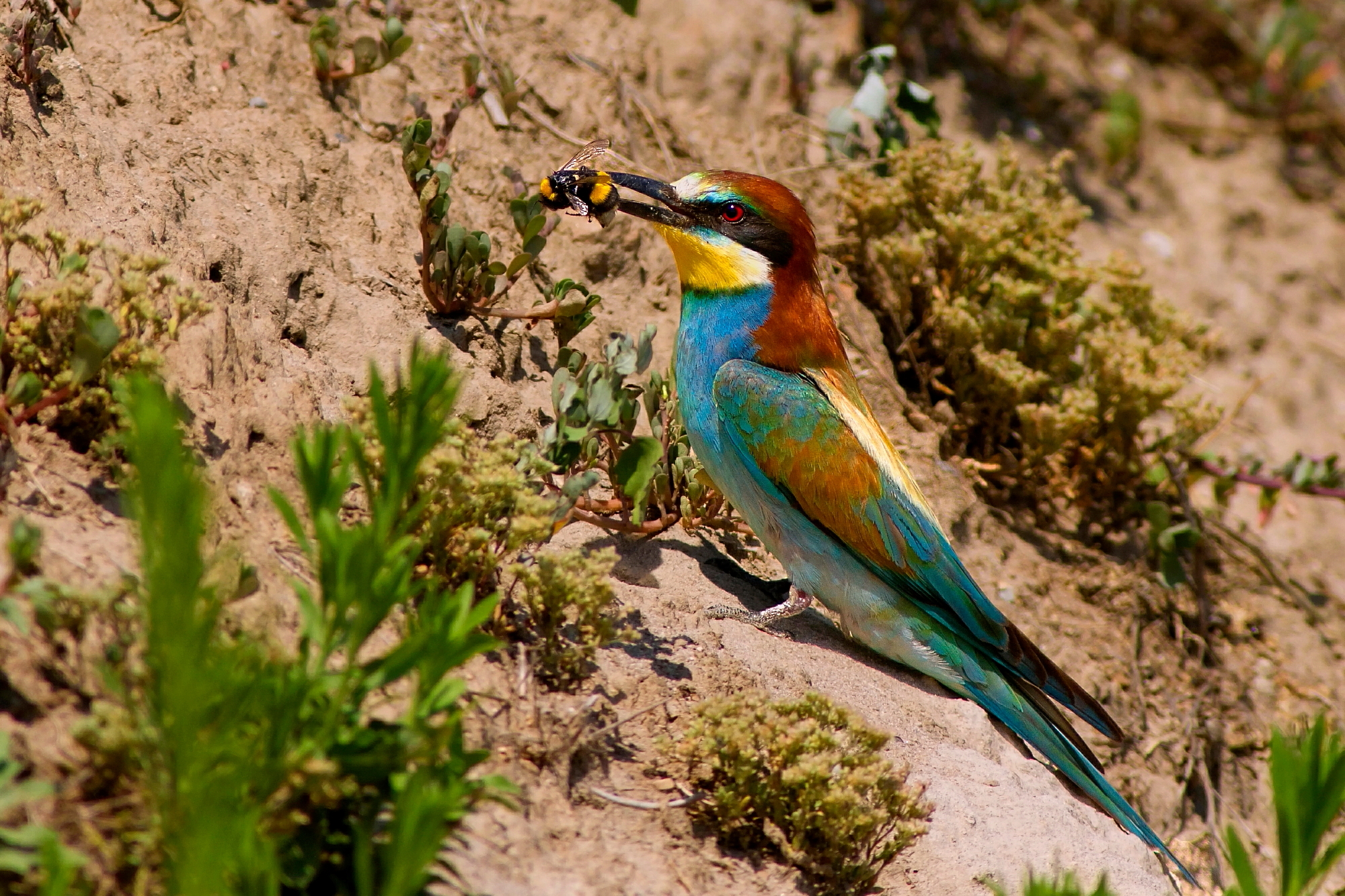 Gruccione con Bombo!