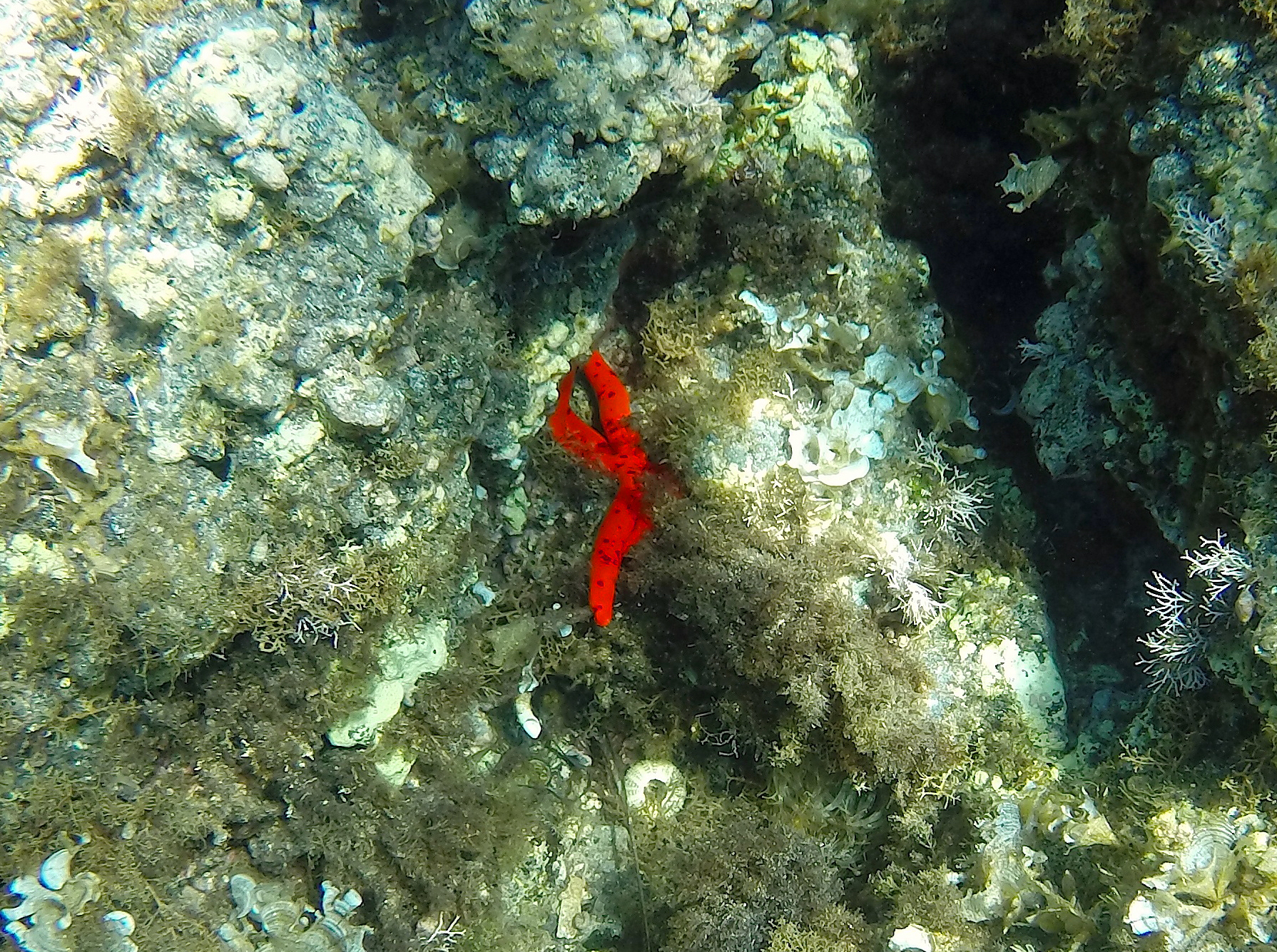 stella marina nei fondali di ustica