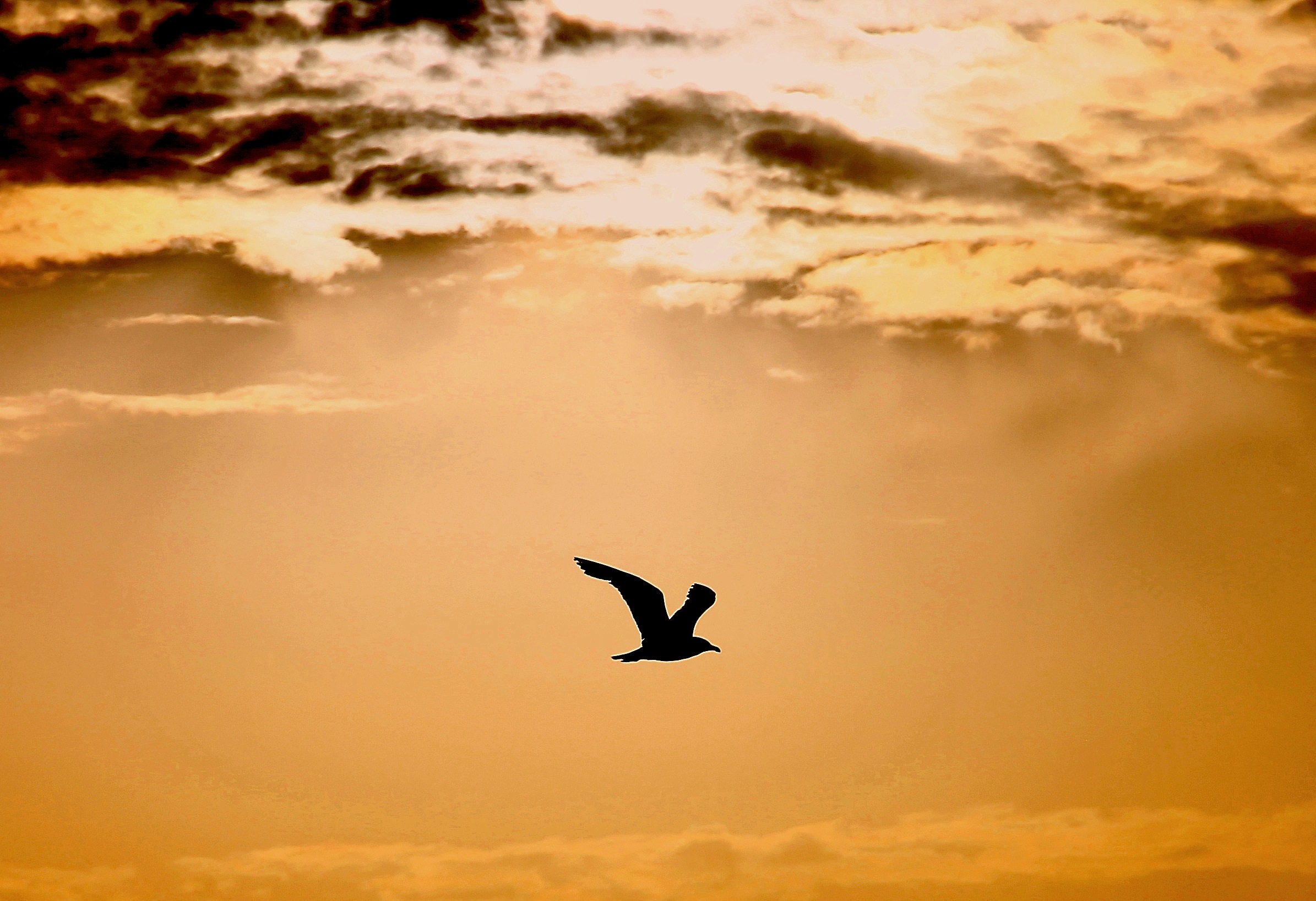 gabbiano nel cielo di Isola delle Femmine -PA -