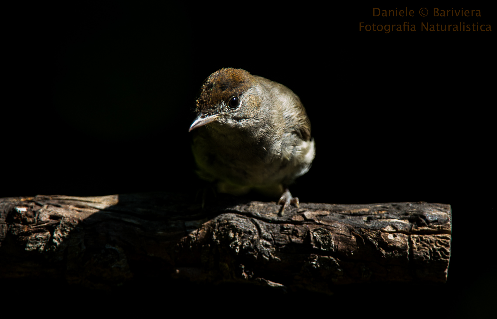 Blackcap female