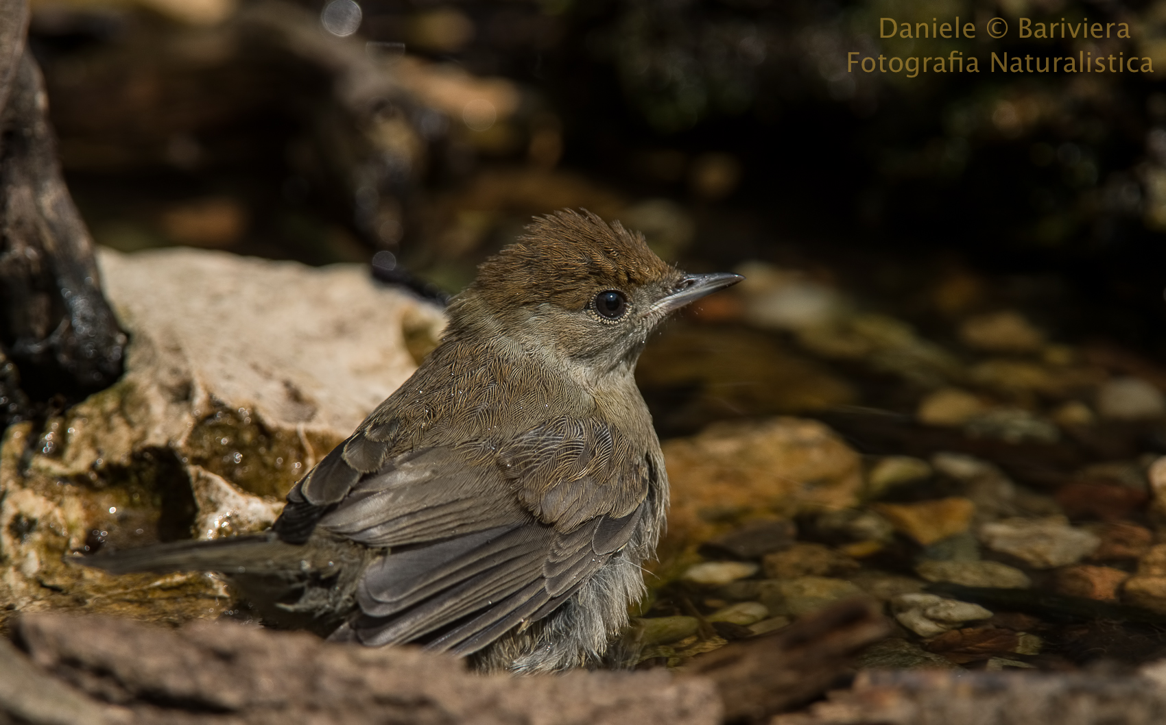 Blackcap female in bathroom