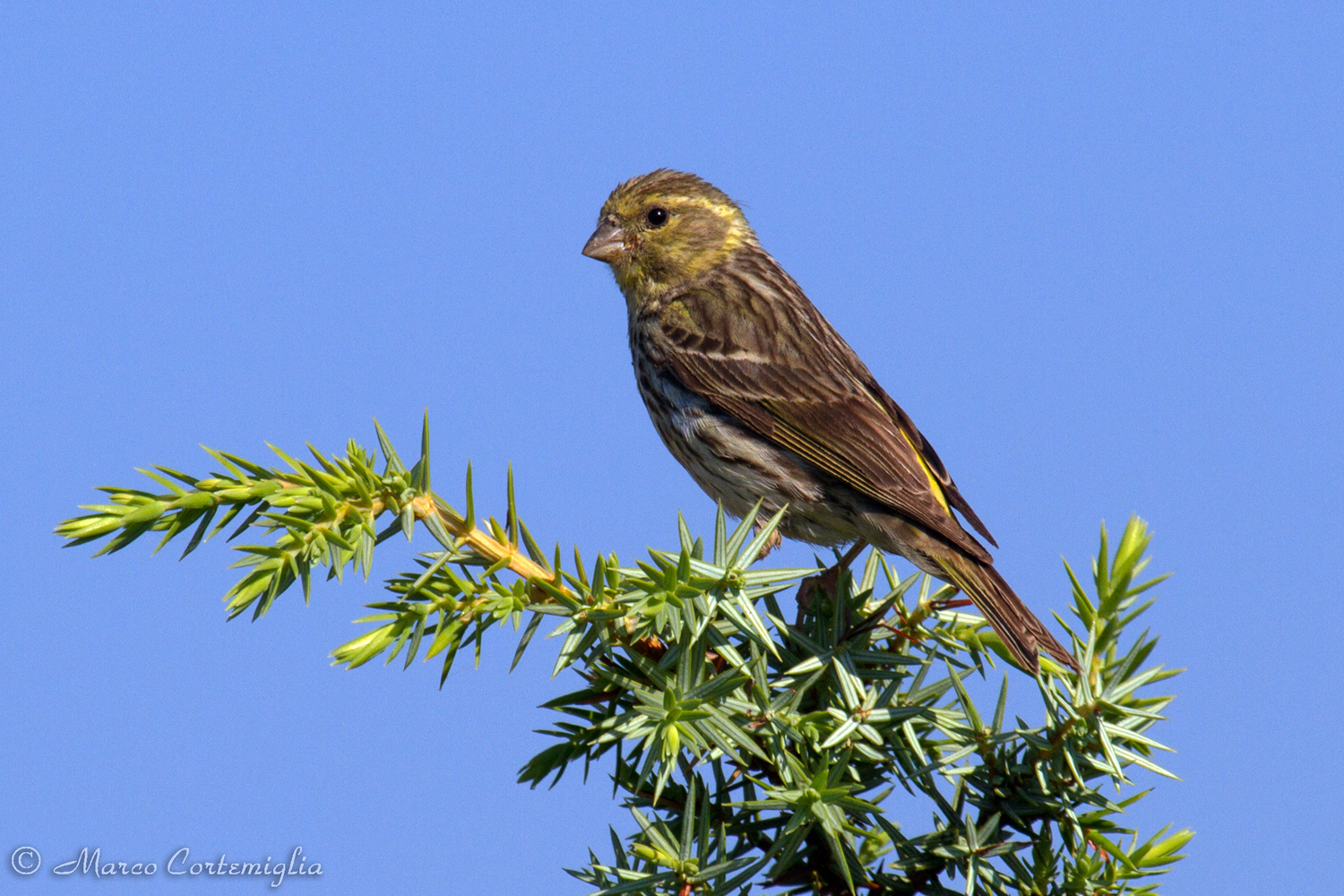 Verzellino (serinus serinus)