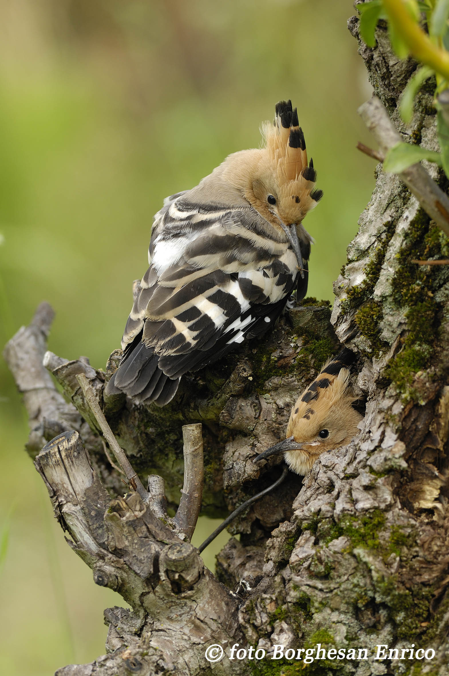 Hoopoe