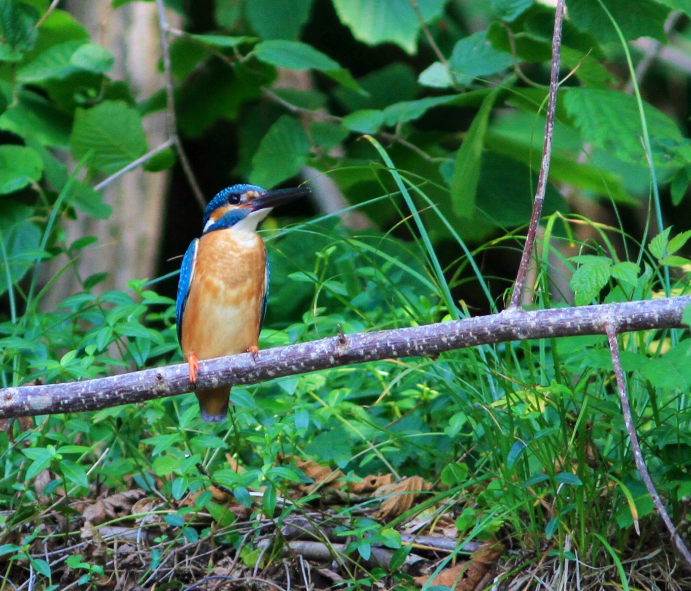 Kingfisher