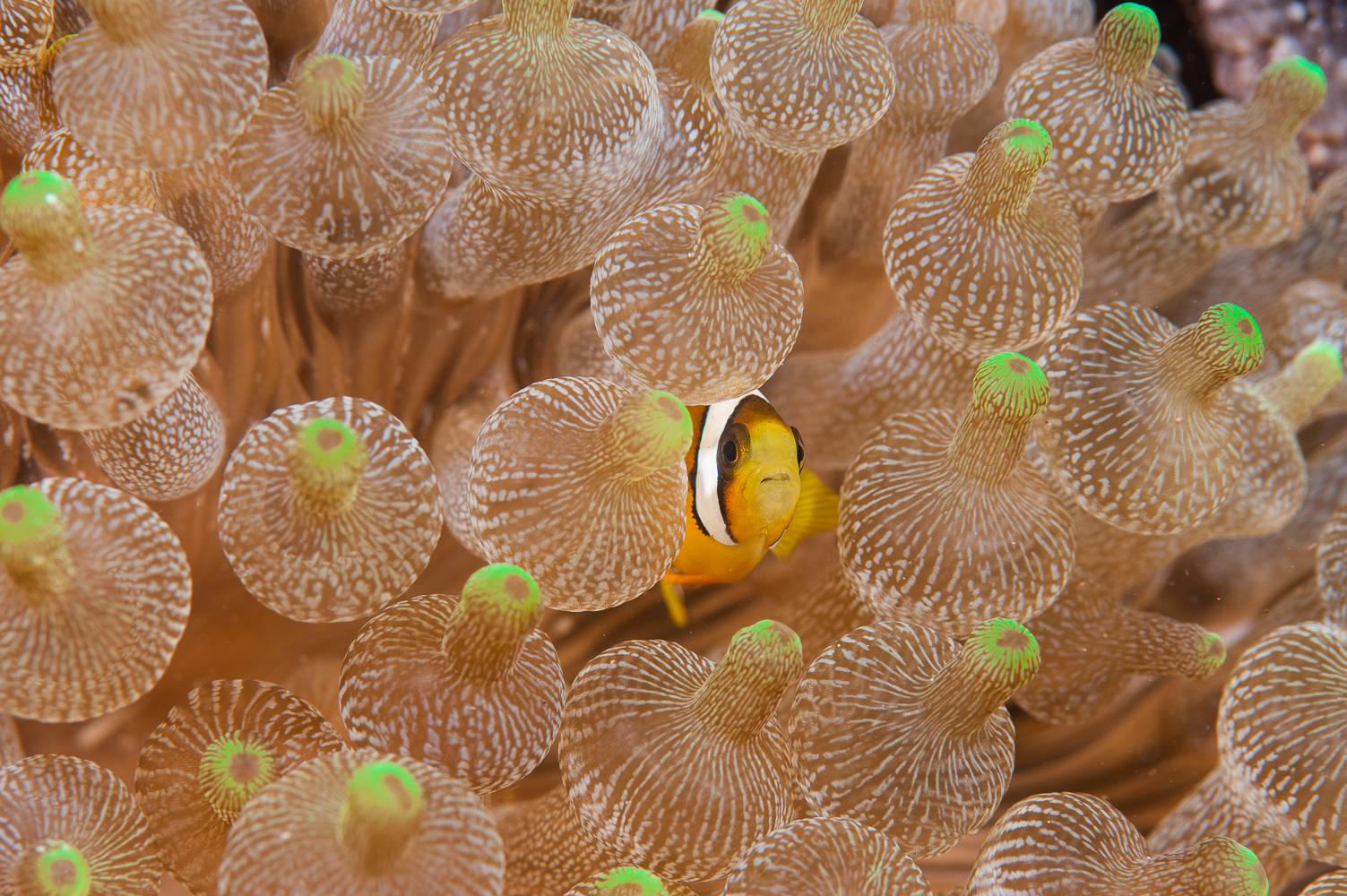 amphiprion clarkii