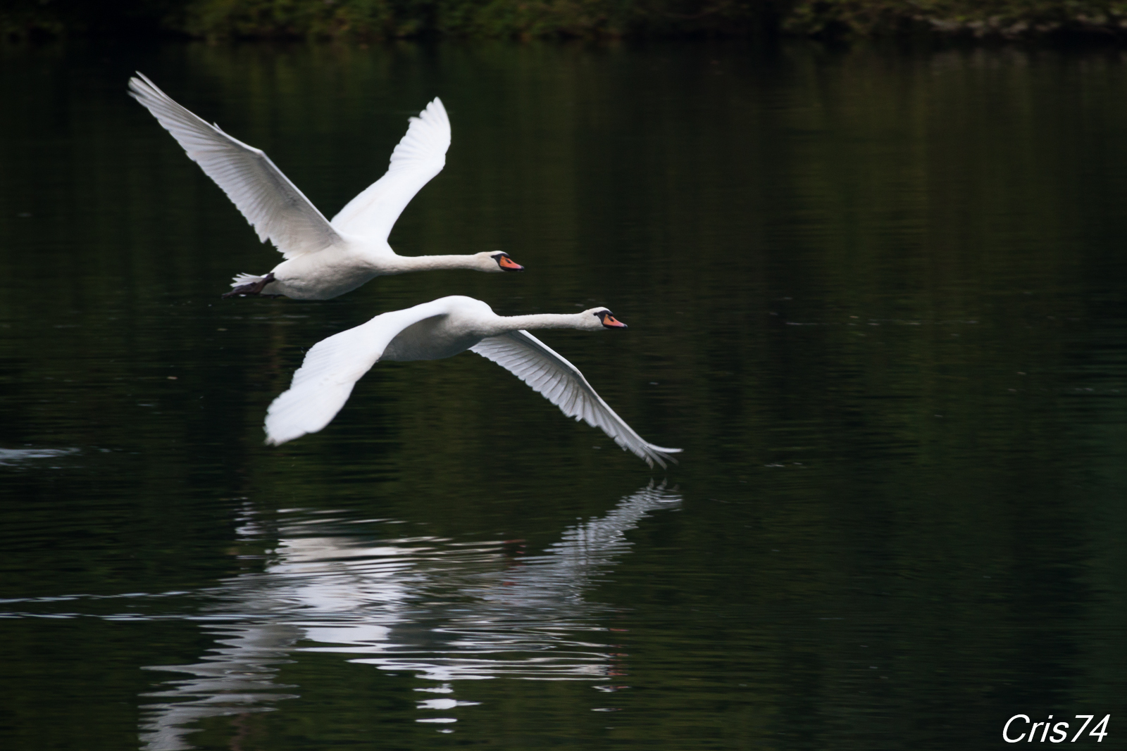 swans in flight
