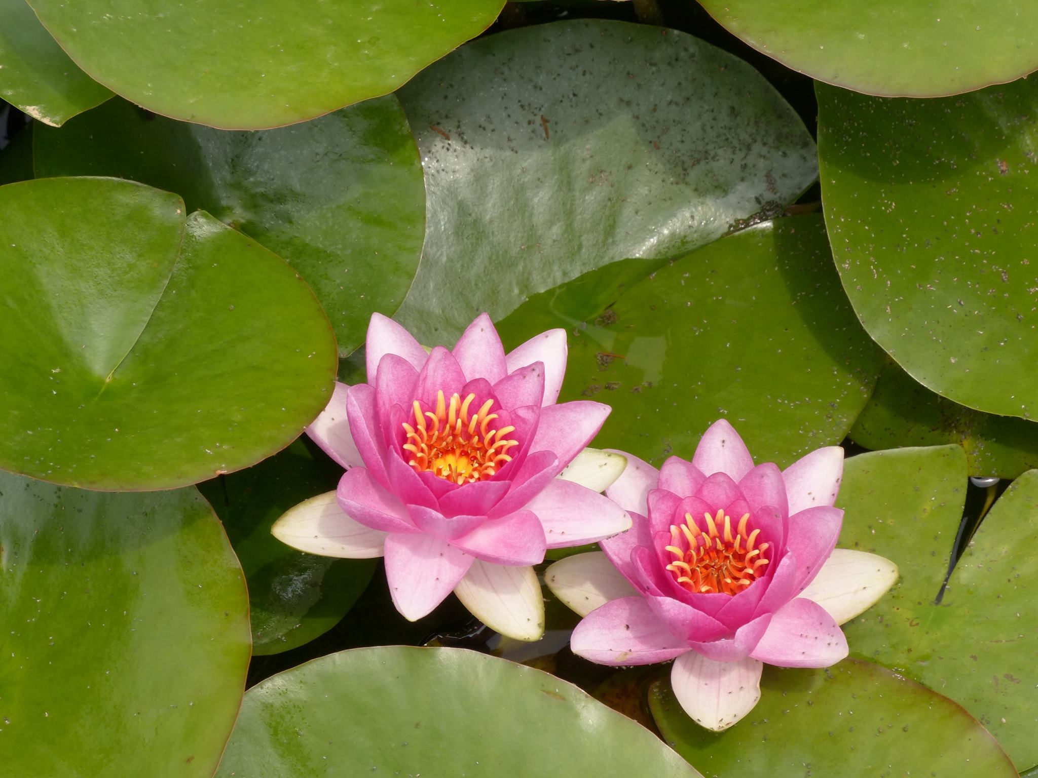 Water Lilies