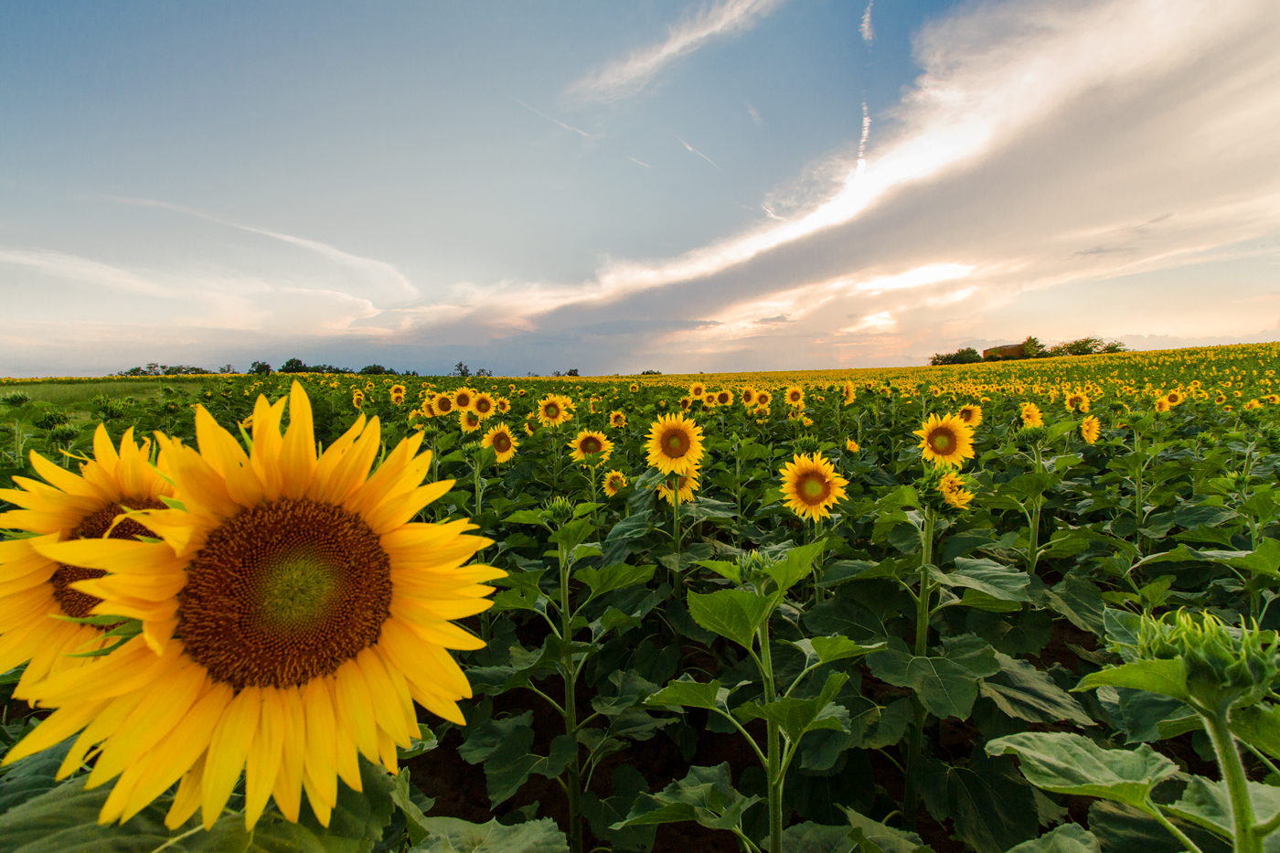 Sunflowers at Sunset