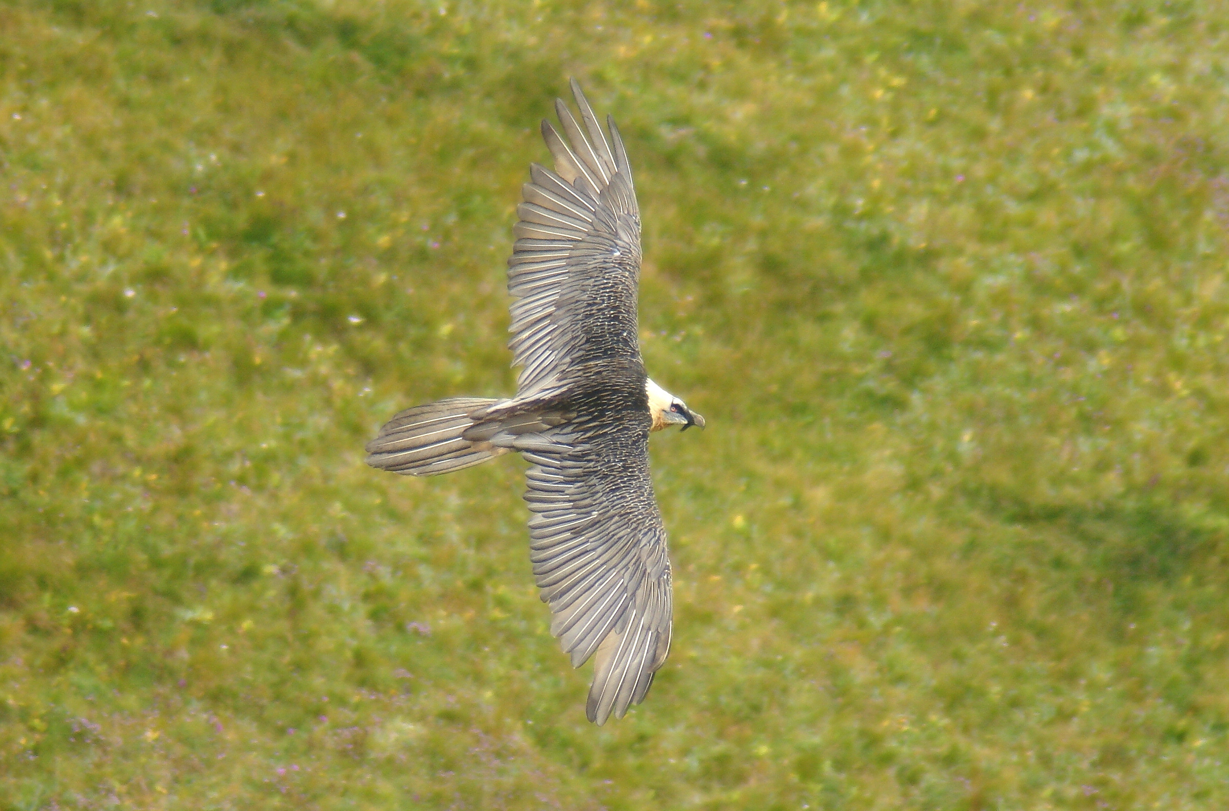 sorpresa tra le nuvole