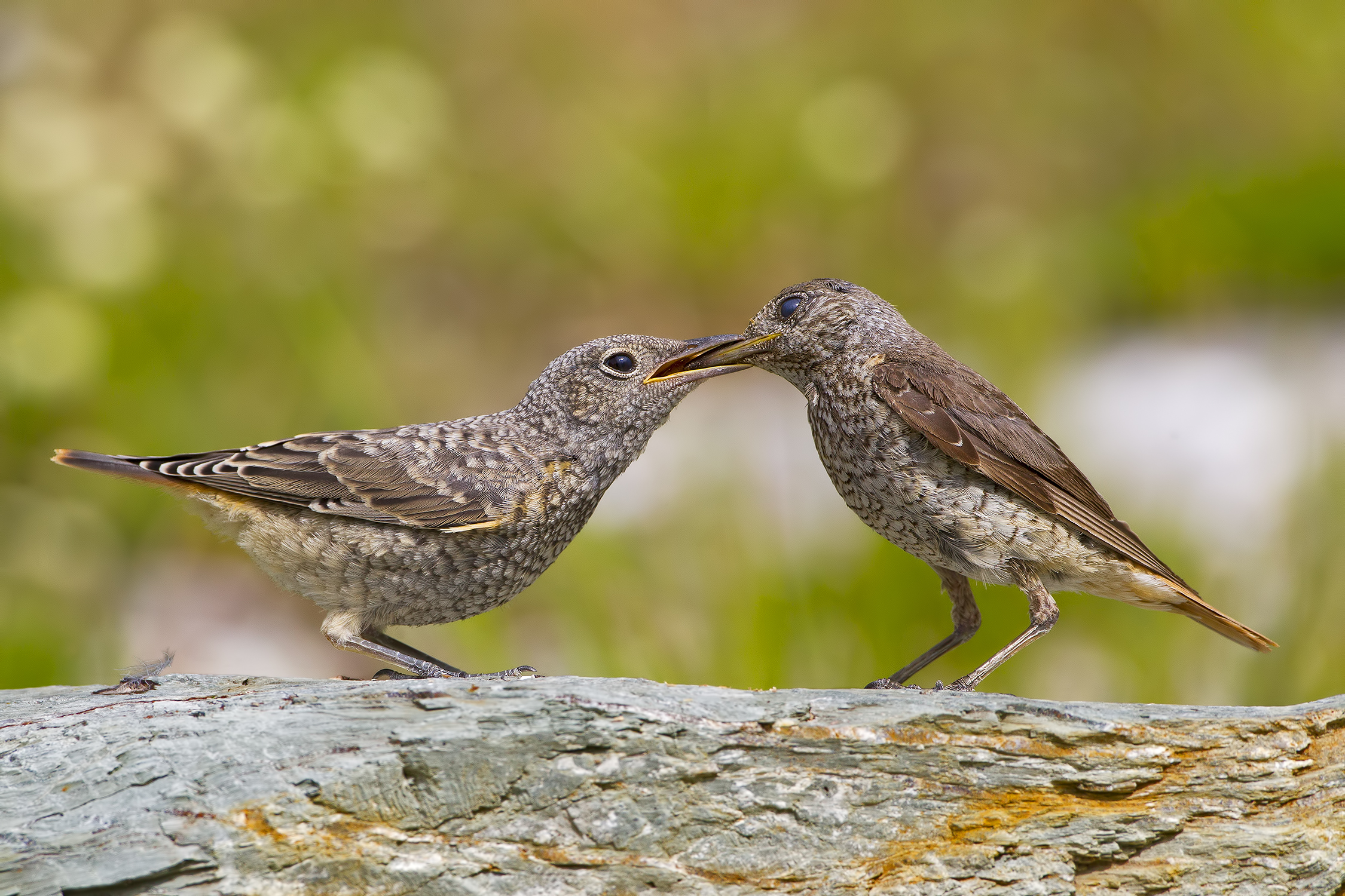 l' imbeccata del Codirossone - Alpi Apuane .