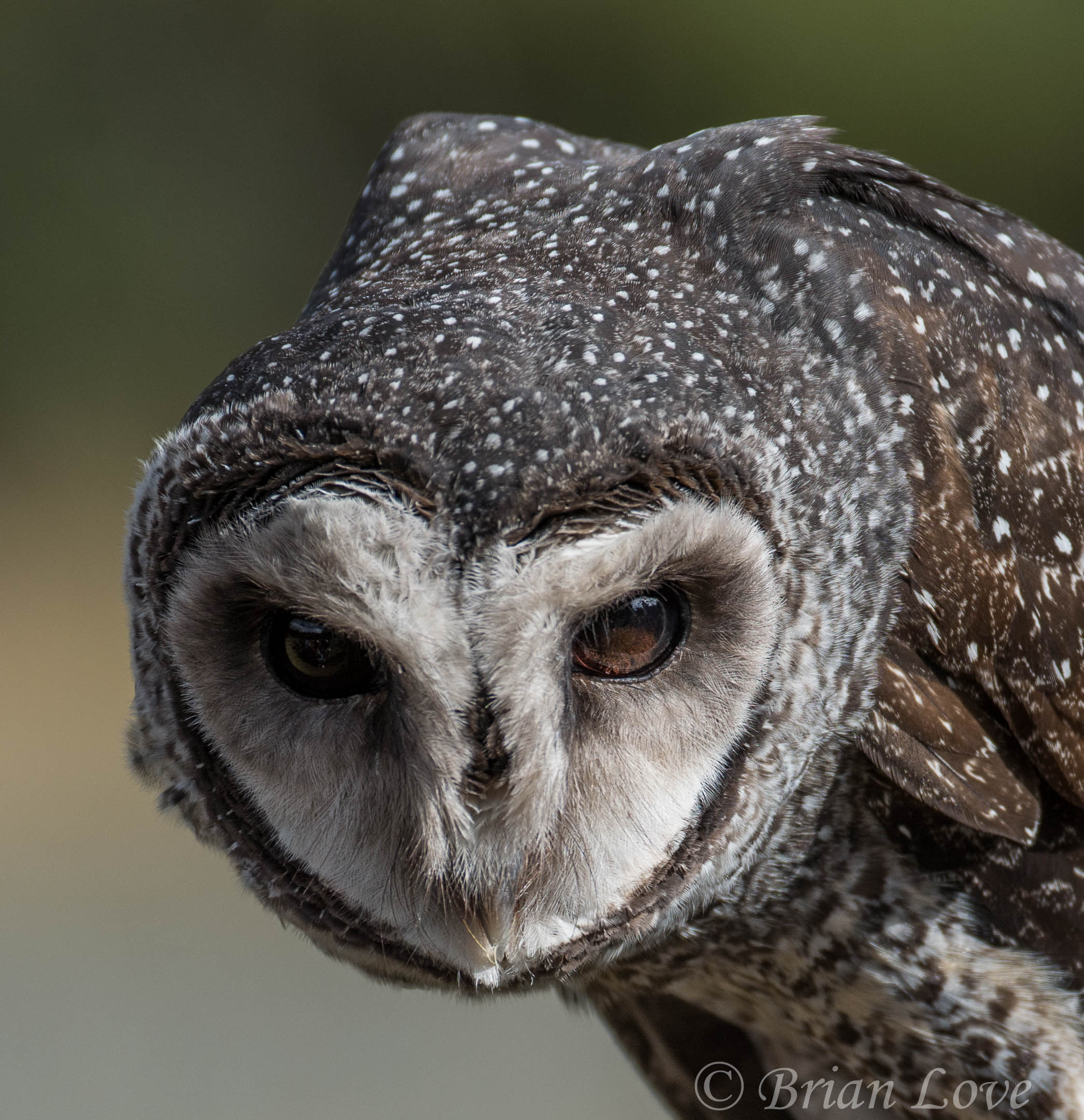 Sooty Owl Portrait