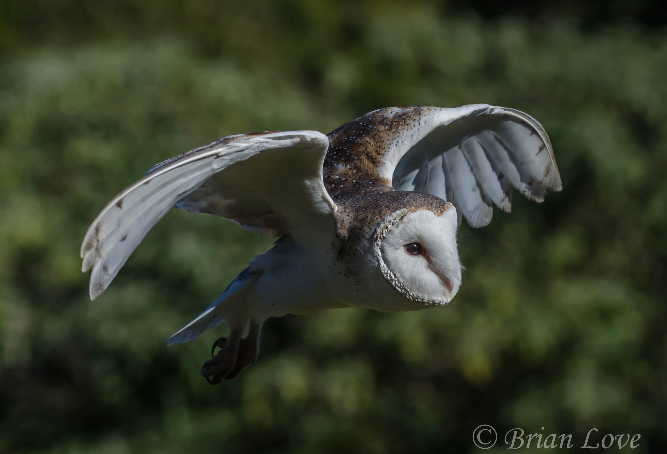 Barn Owl In Flight Close Up