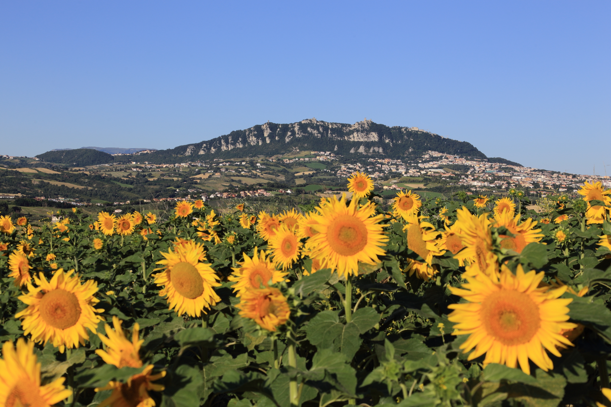 Sunflowers & San Marino!