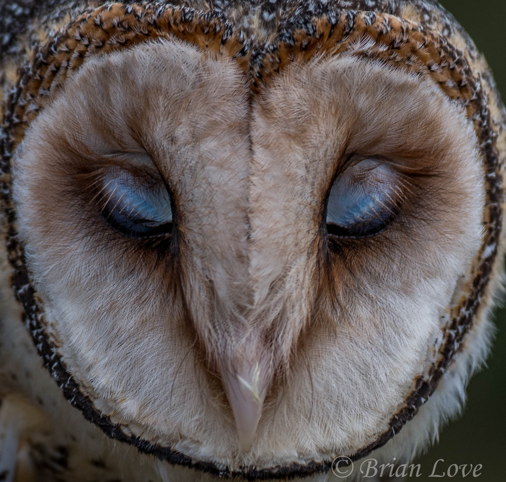 Blink - Masked Owl
