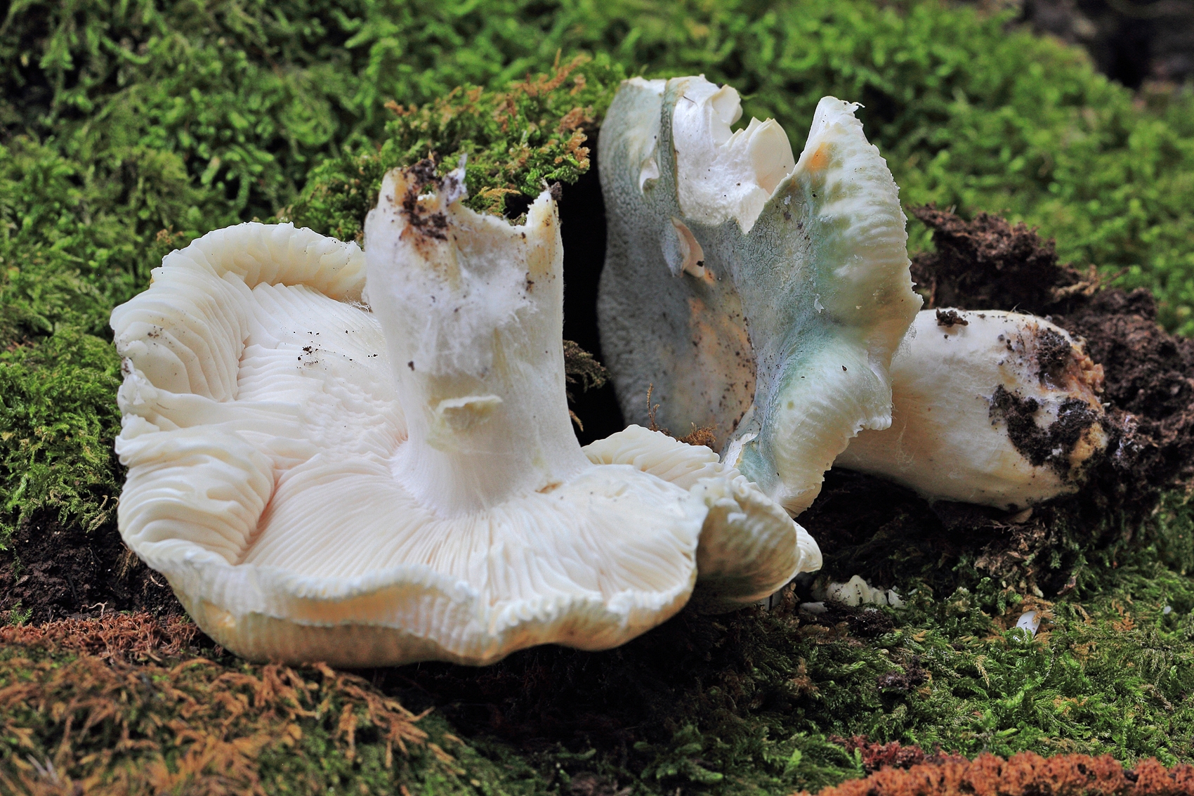 Russula virescens