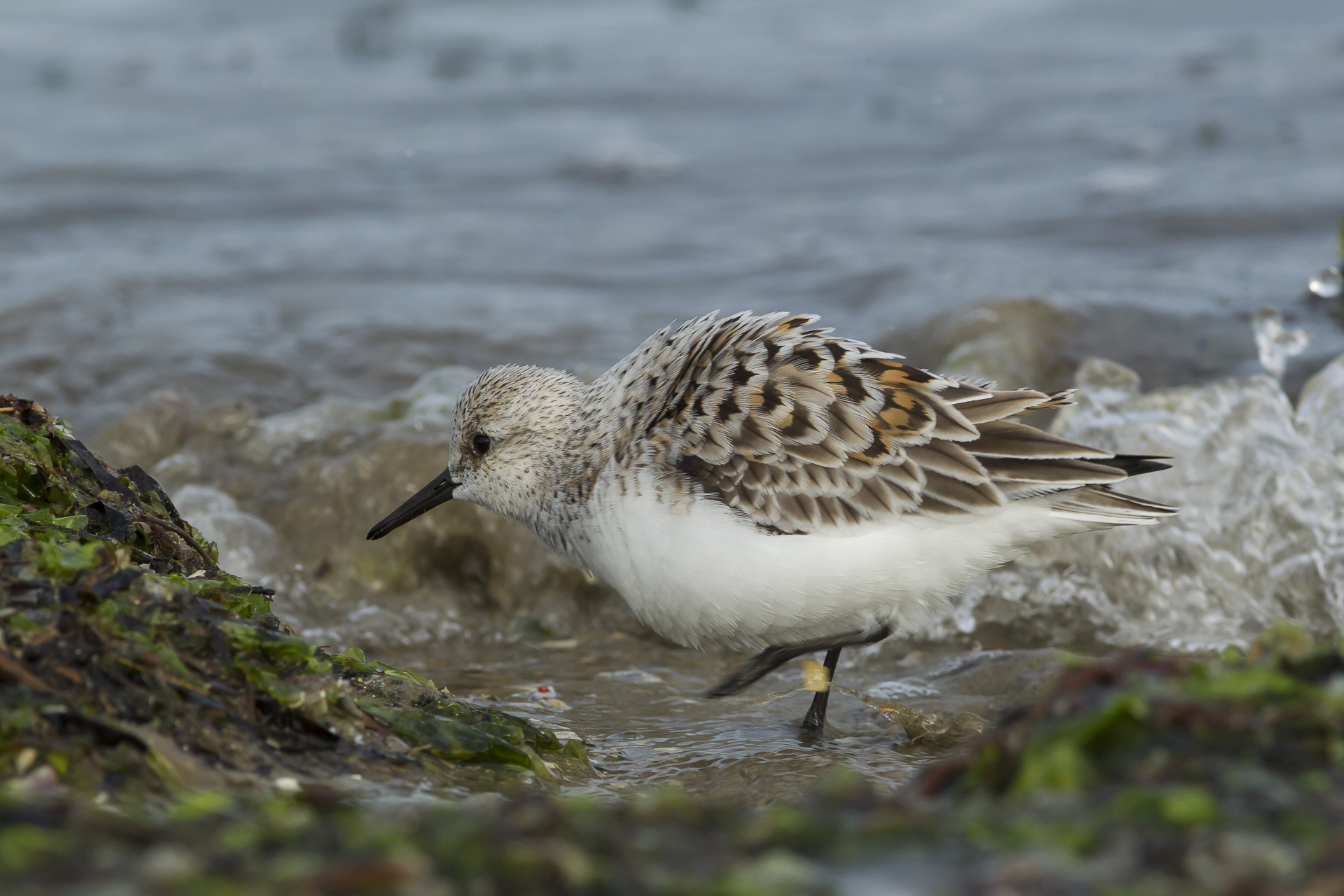Sanderling (1)