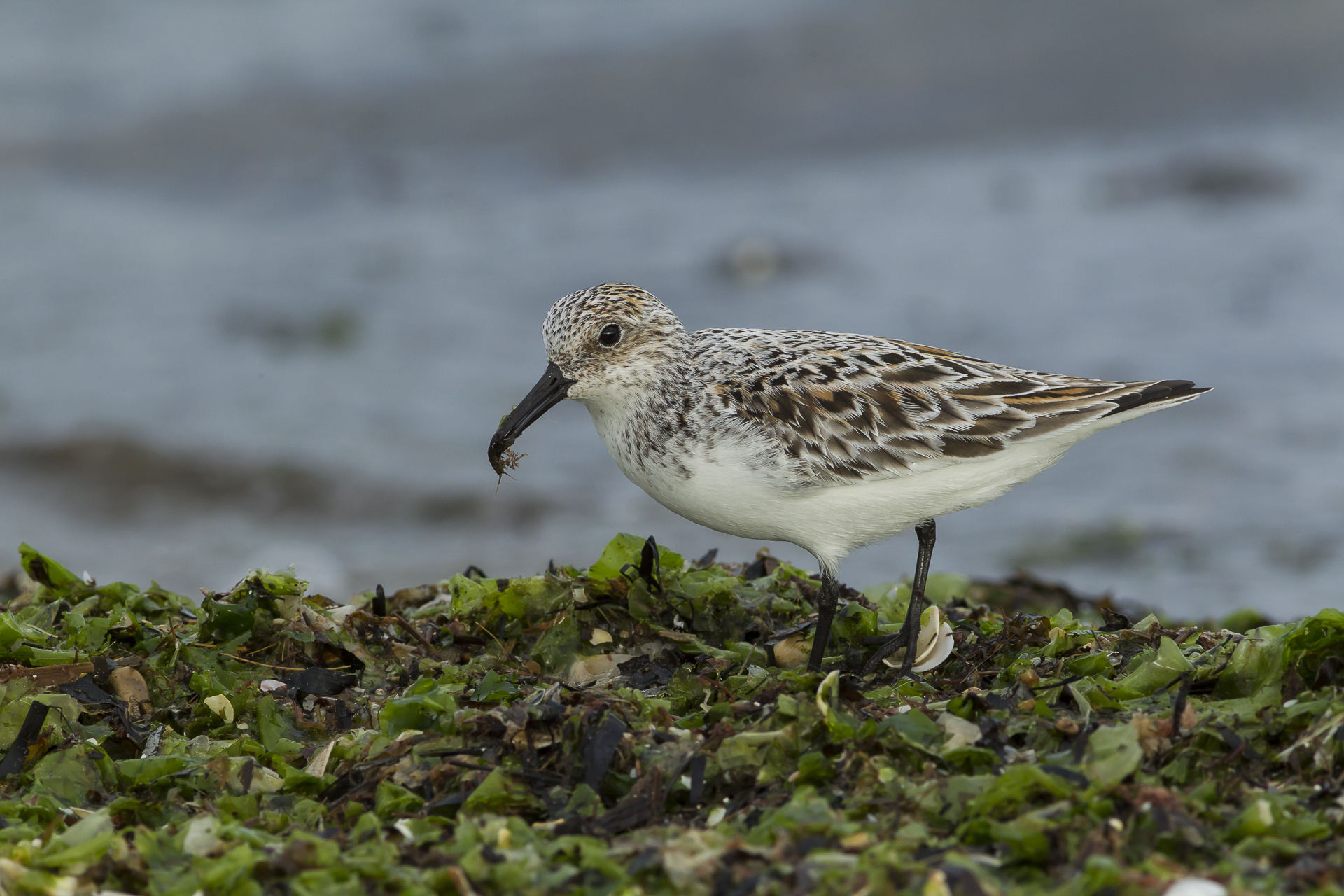 Sanderling (2)