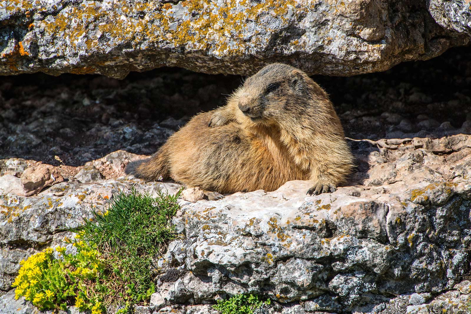 Ma prima si scalda la pancetta.