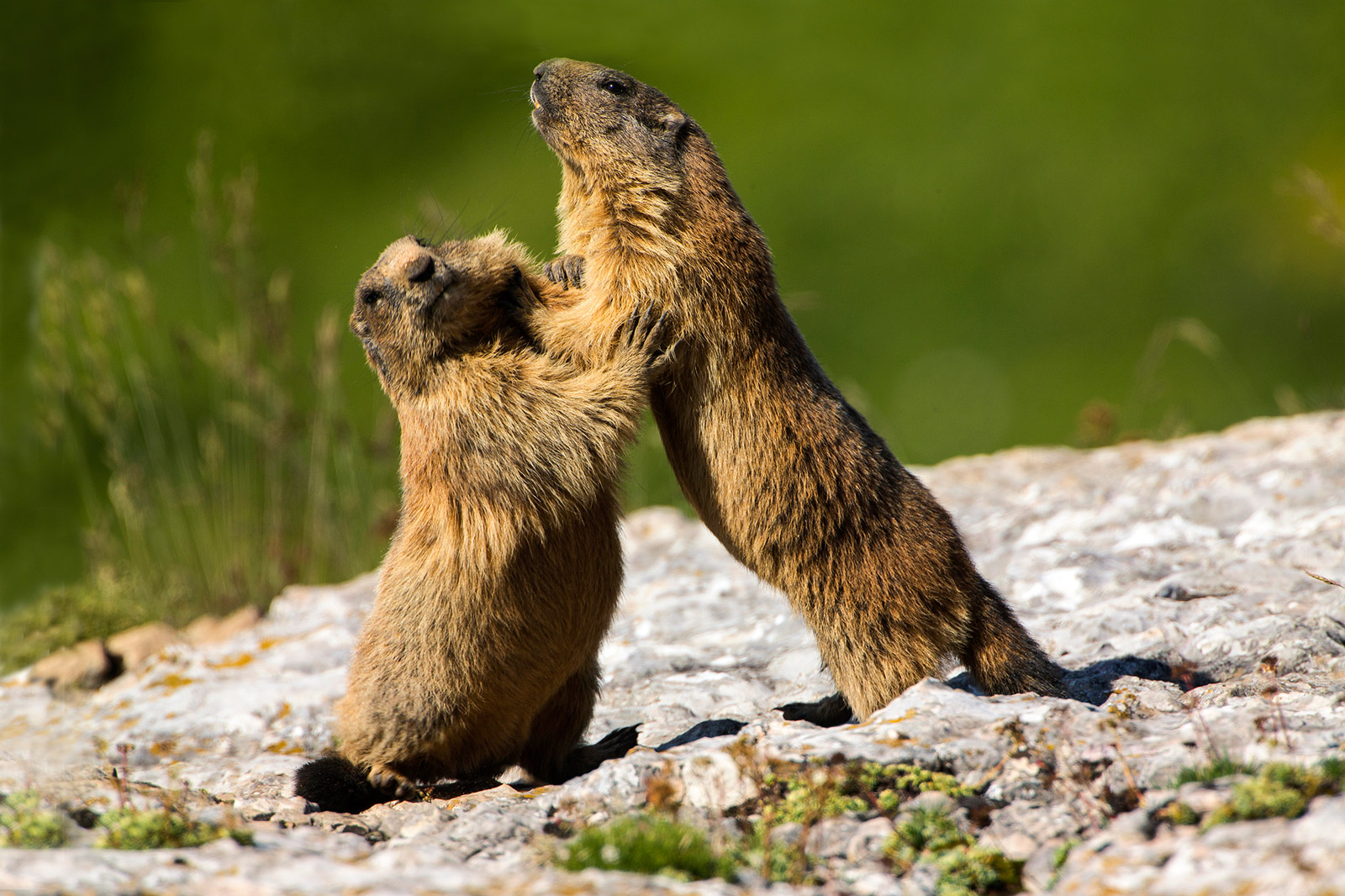 E qui' comando io...