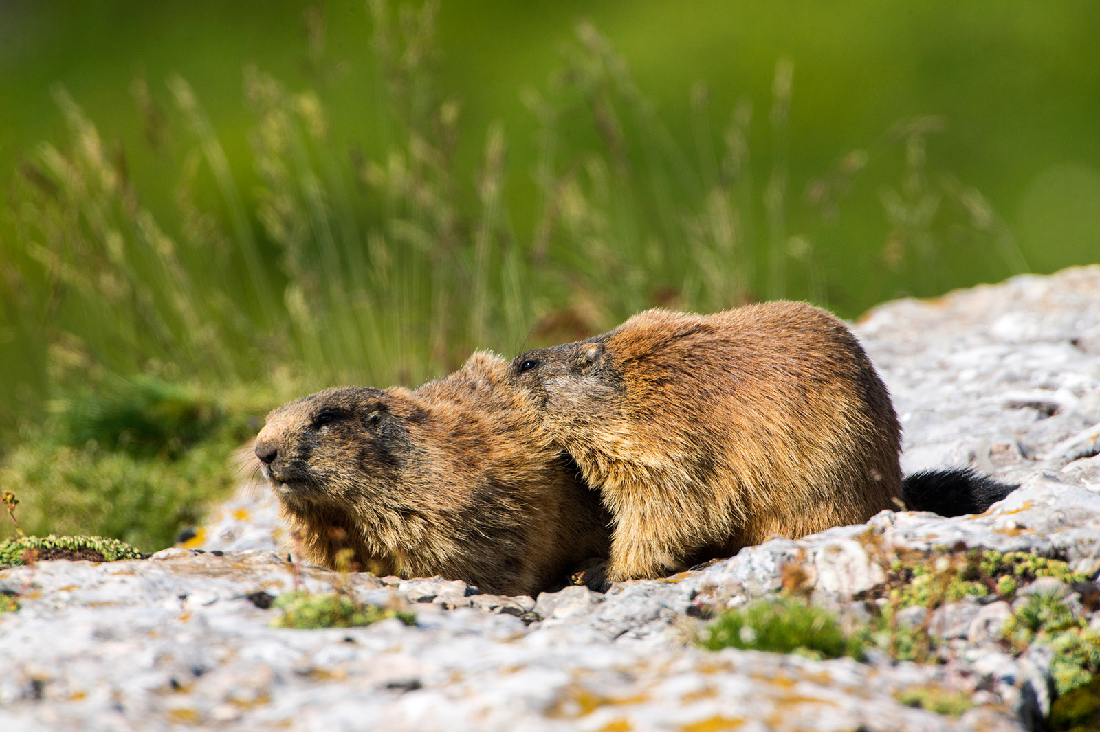 Ti annuso un po la pelliccia....