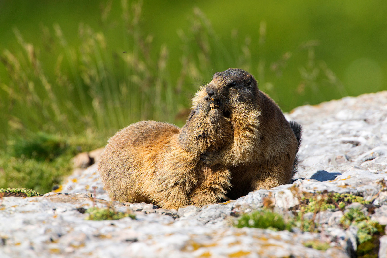E ti do'un bacetto...