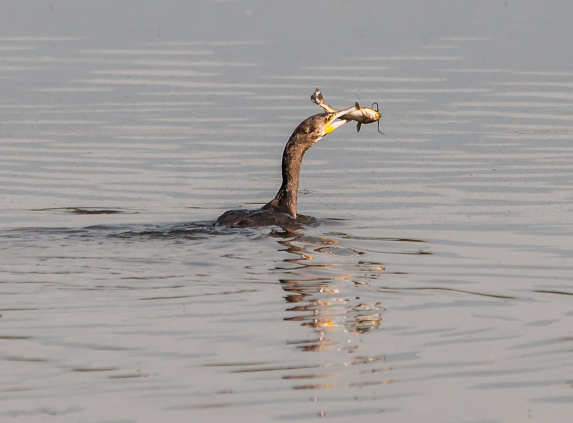 Cormorant