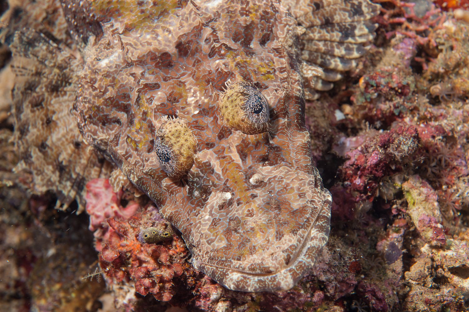 Cymbacephalus beuforti