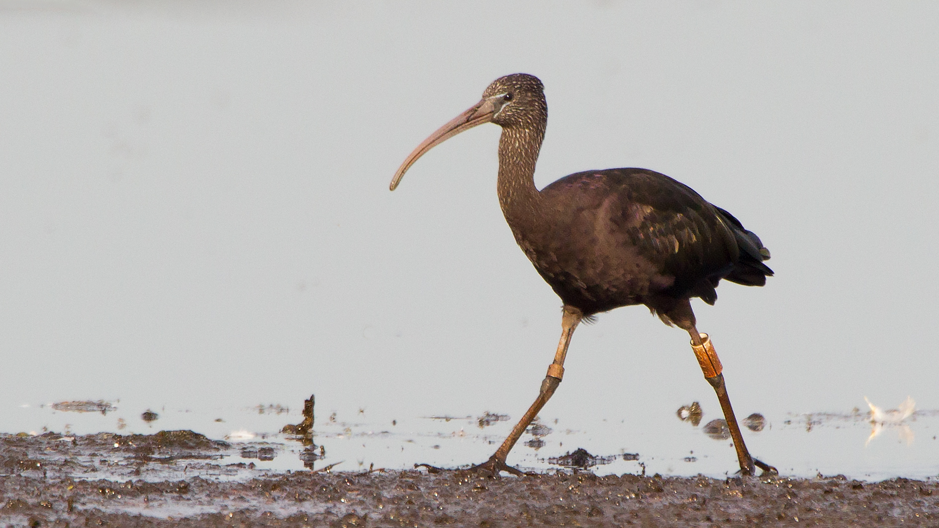 Black Ibis