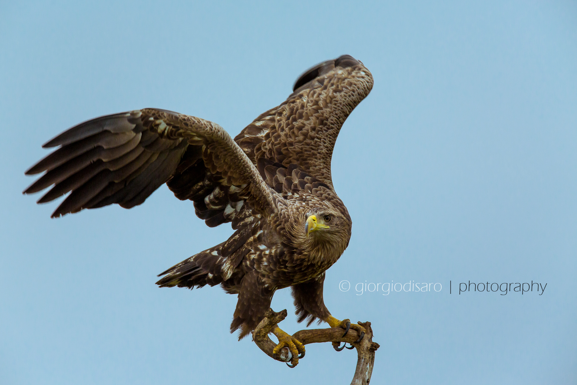 white-tailed eagle