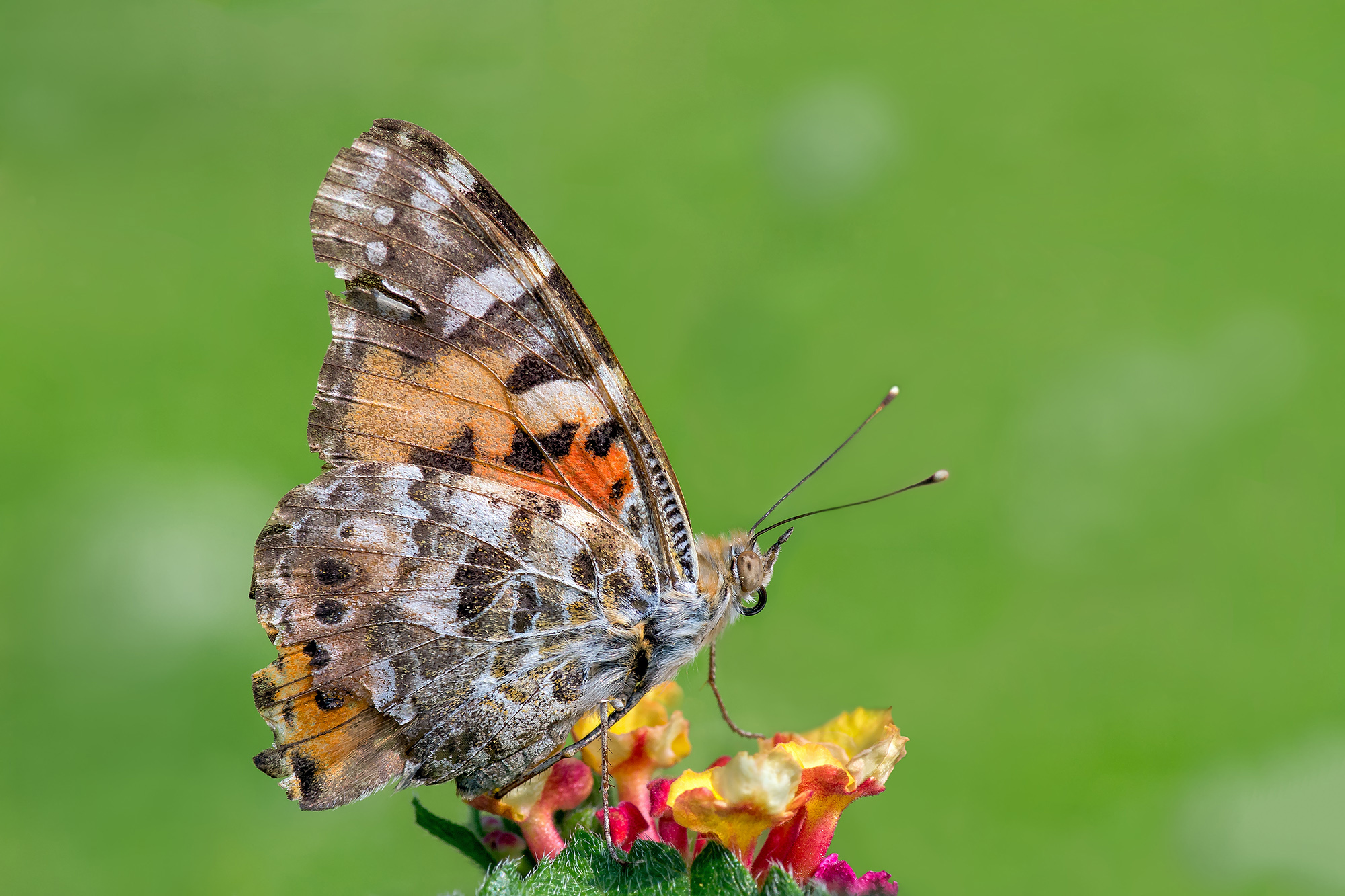 Vanessa cardui