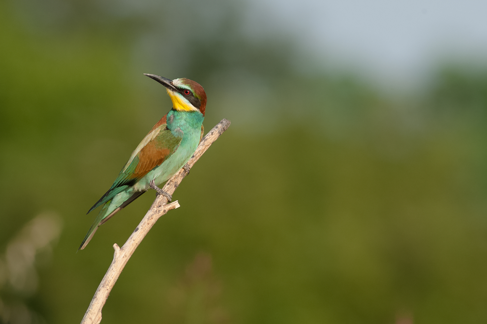 Bee-Eater