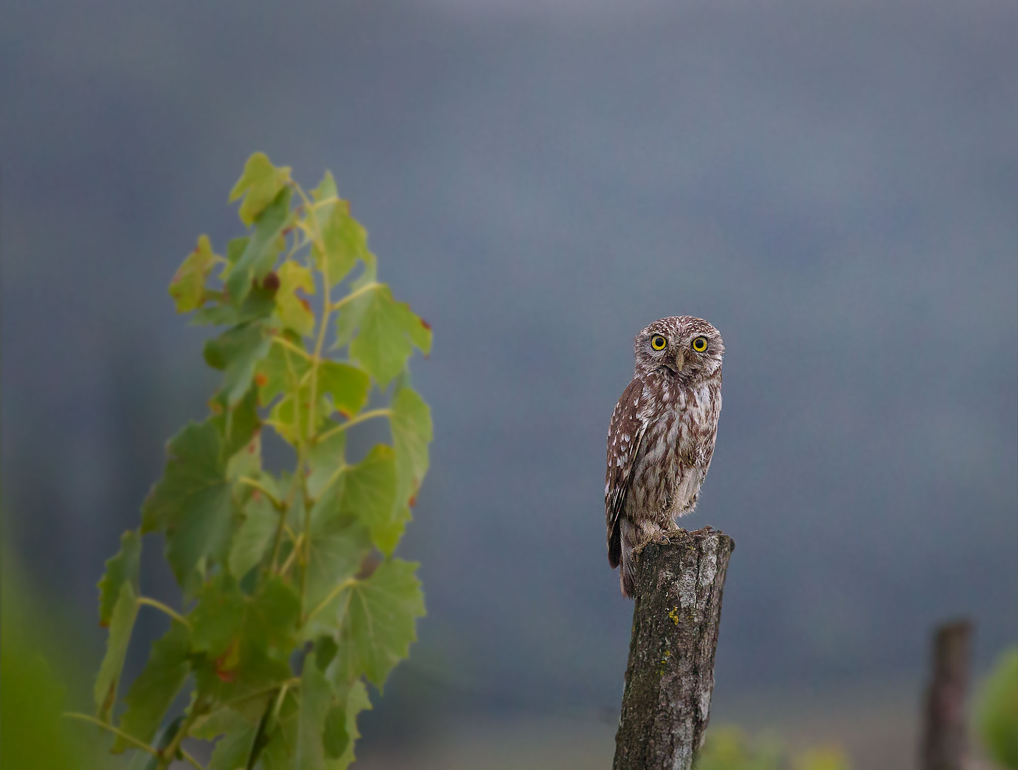 Civetta chiantigiana all'alba