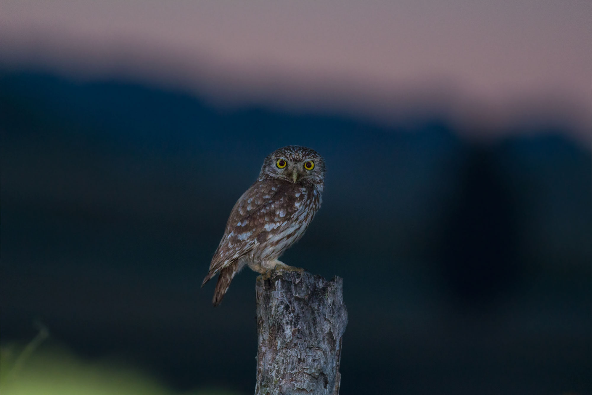 Civettina di prima mattina