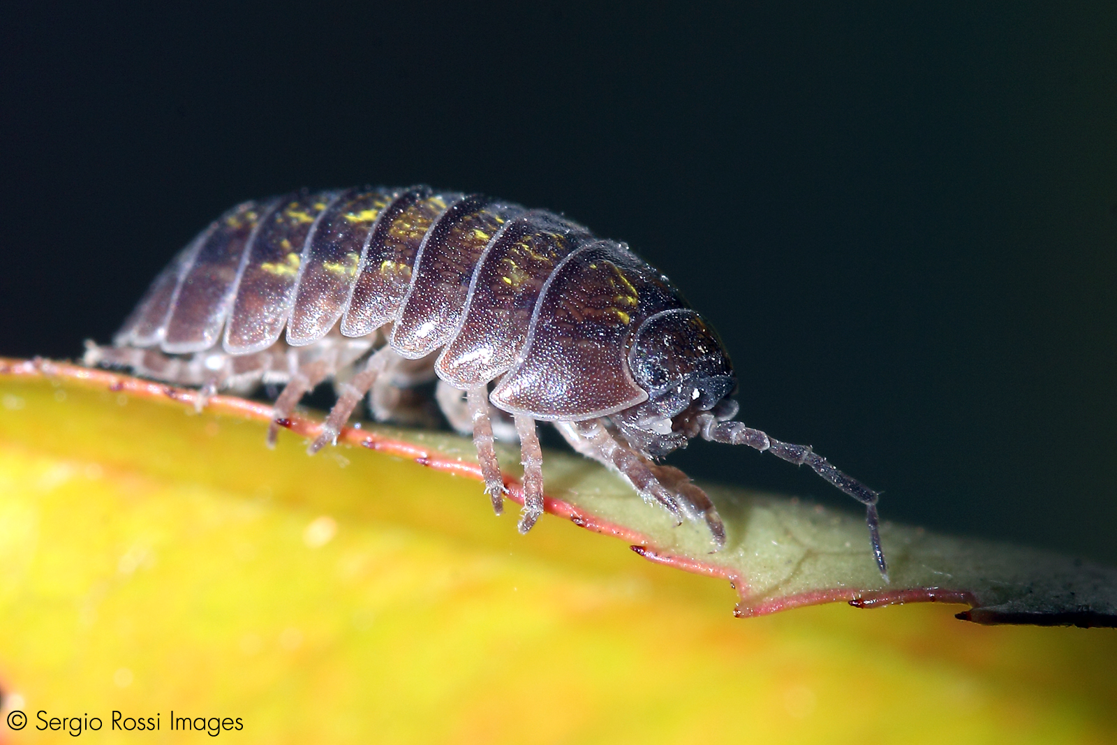 Strano animaletto con lunga proboscite