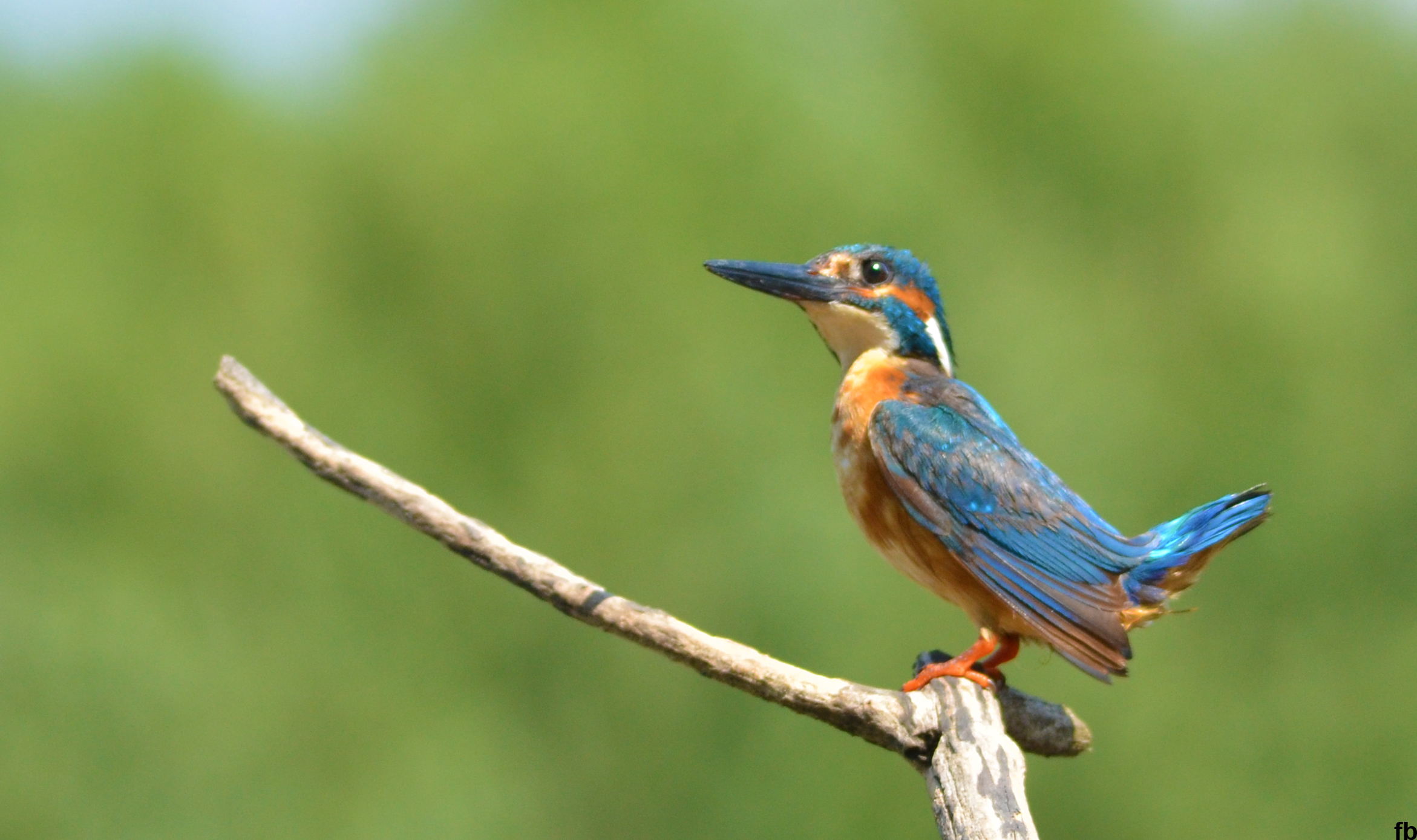 il martino sbufferato di fiume.