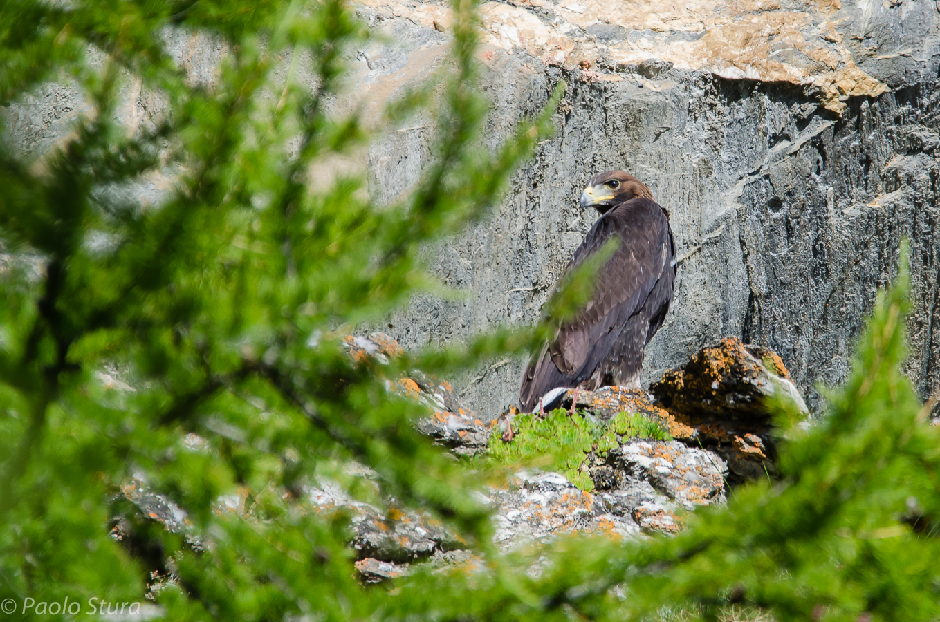 Eaglet Royal