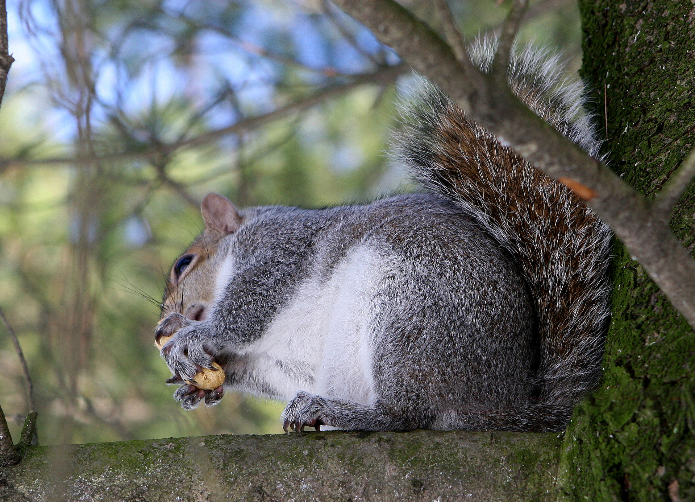 greedy squirrel