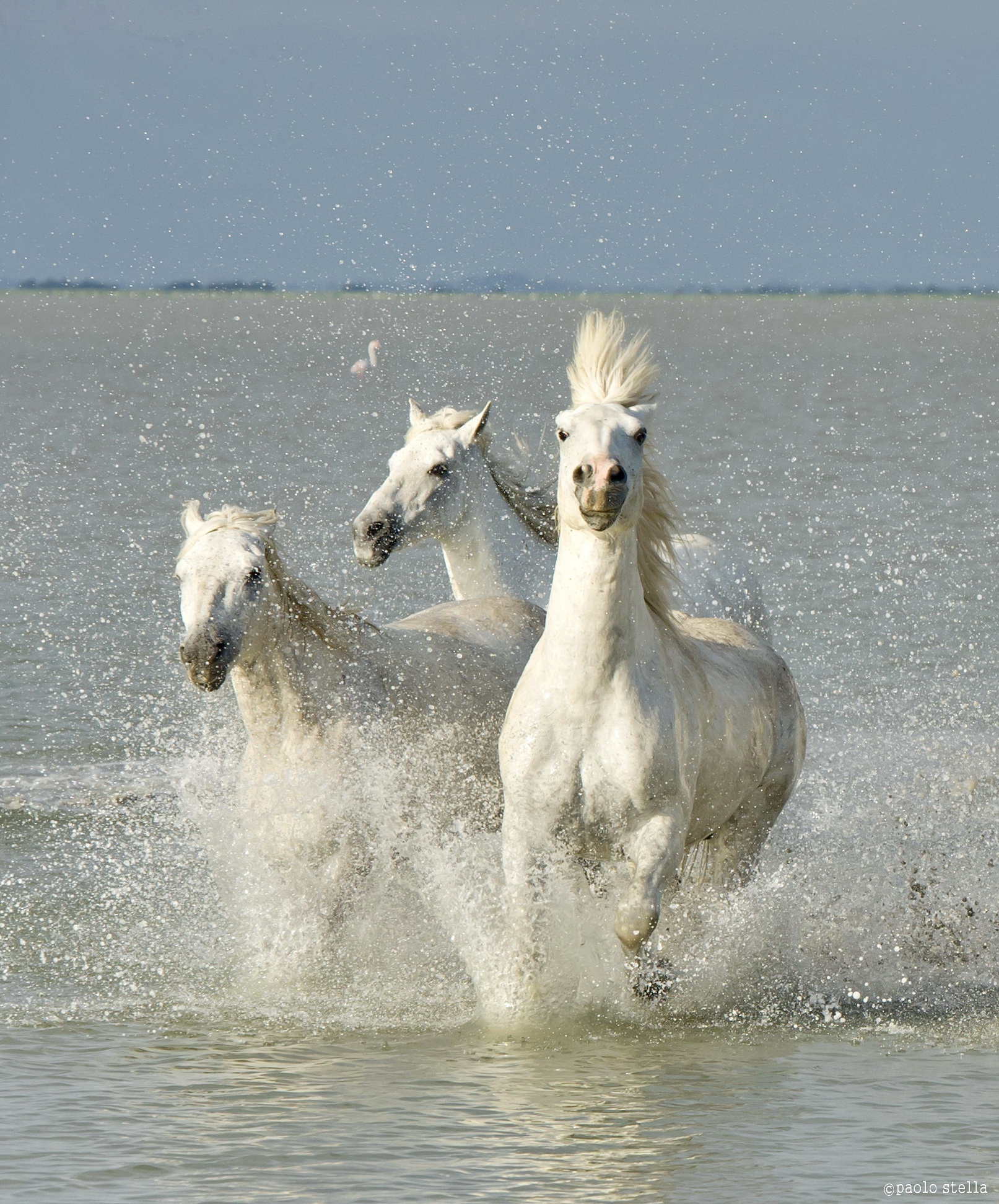Galloping in the Lagoon