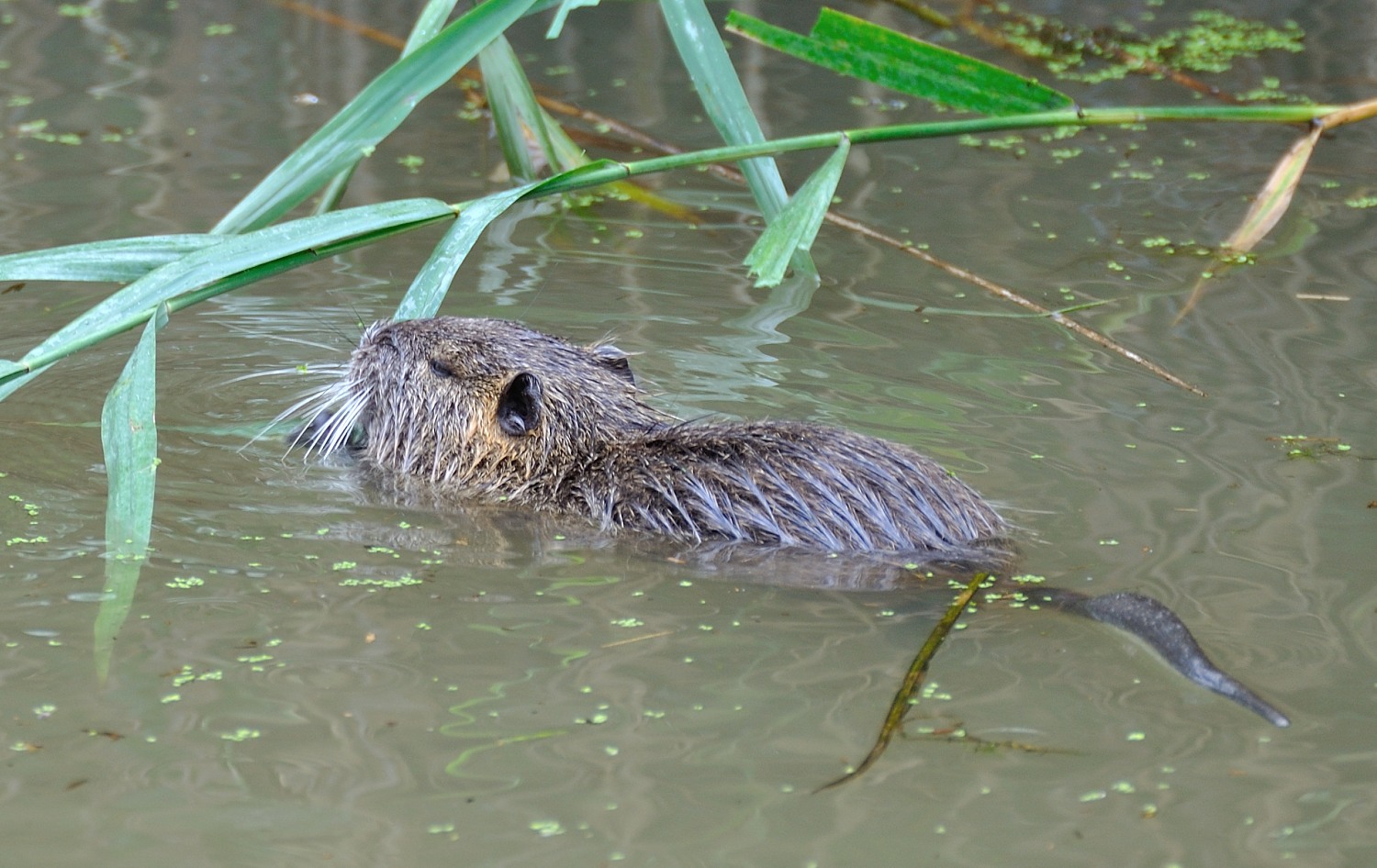 Nutria a merenda