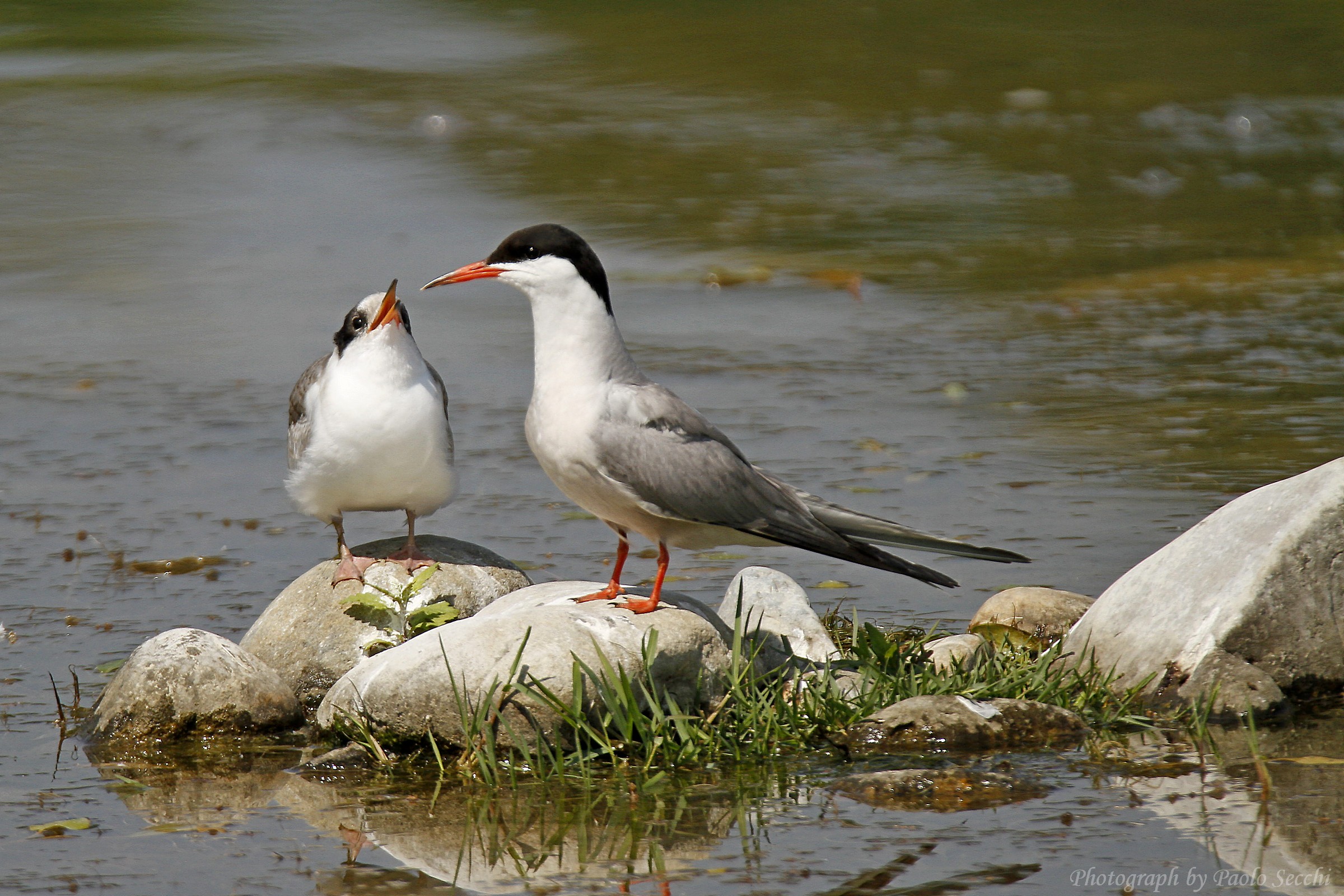 Feeding the kid sixth