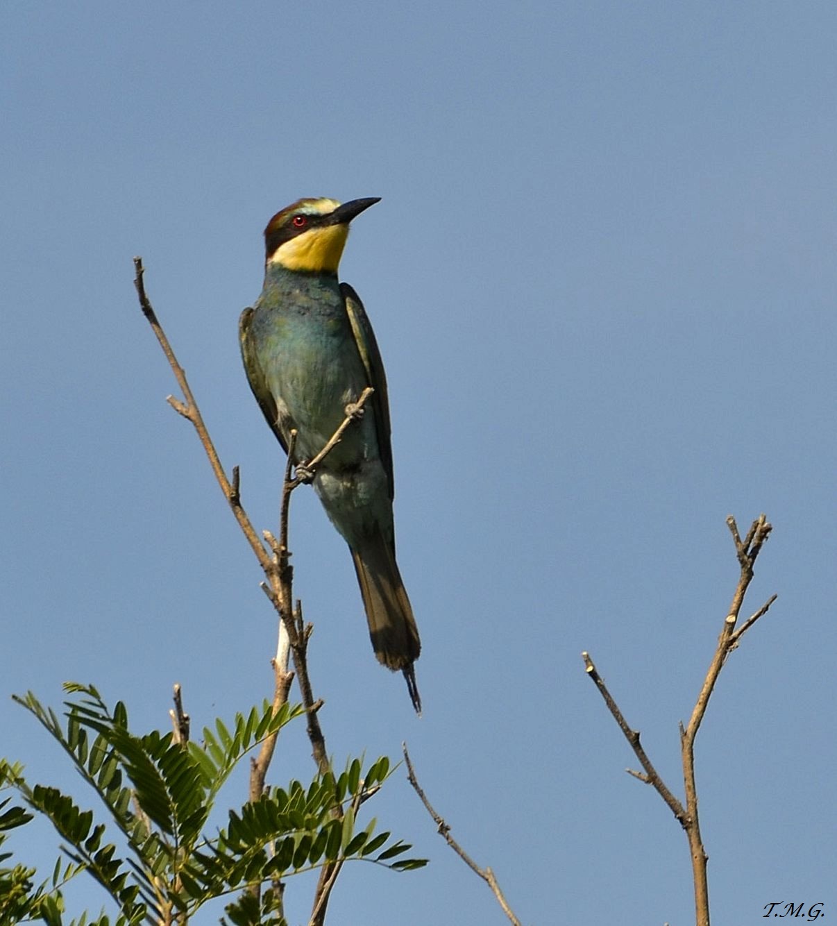 My bee-eater