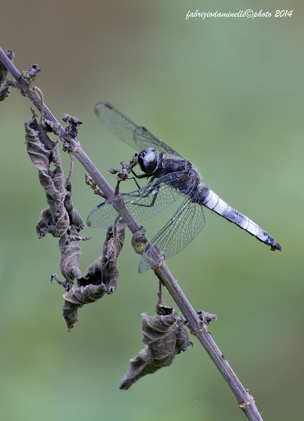 Libellula fulva -  Muller 1764