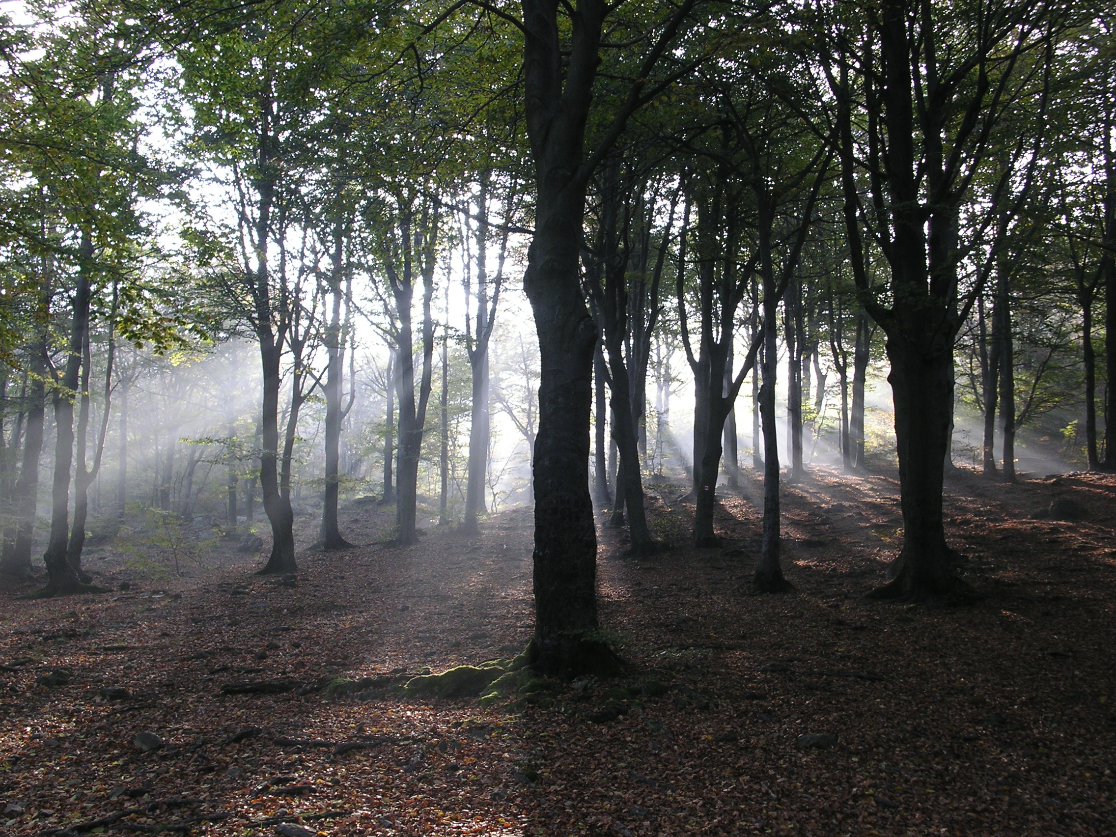 Rays of light in beech forest